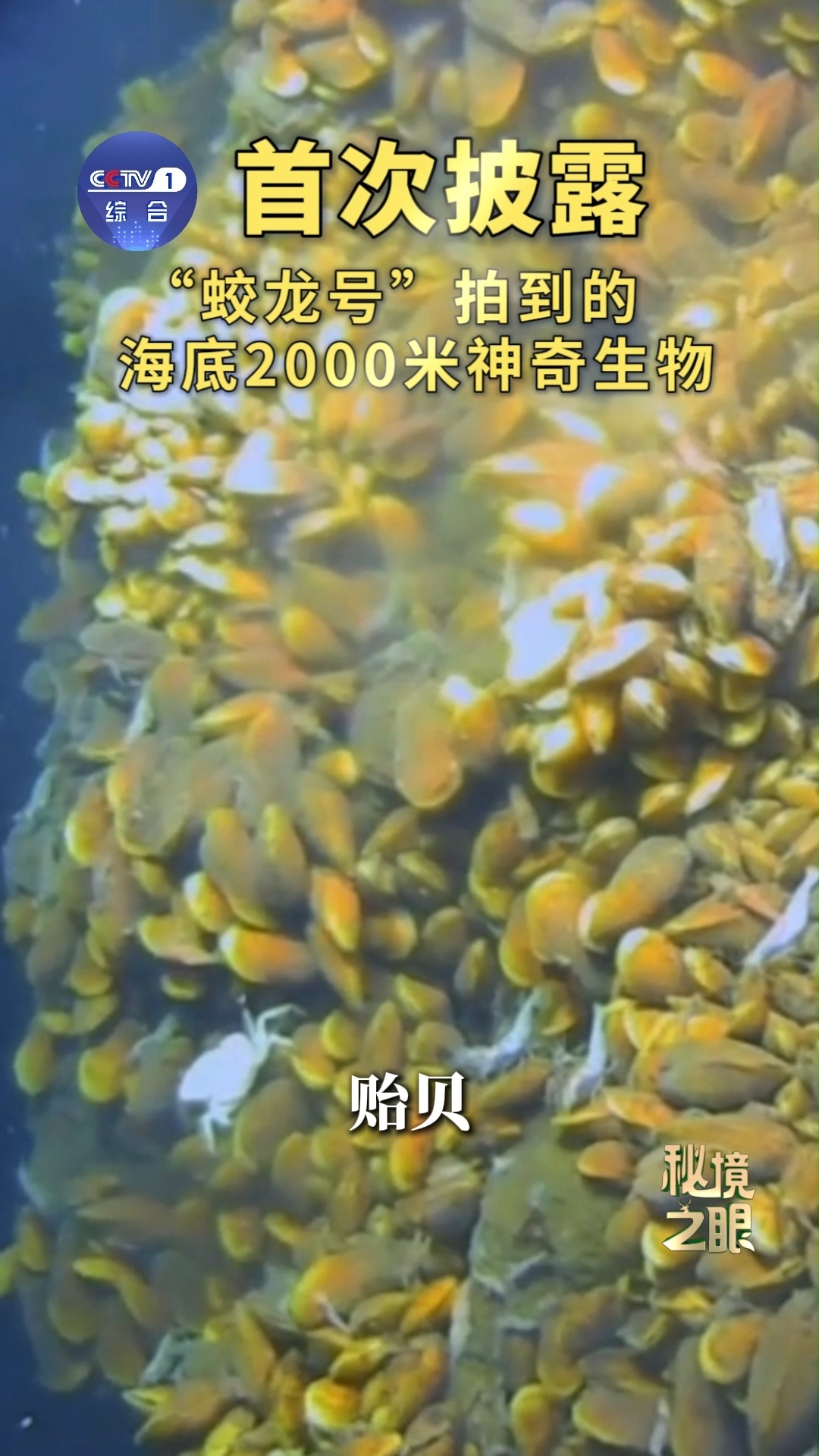 蛟龙号在海底2000米看到了啥 当蛟龙号稳稳抵达2000米深海，外界的光亮彻底消