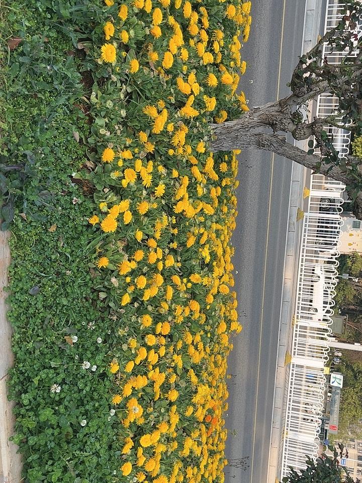 天南地北大拜年祝你事事顺、生活顺、爱情顺、事业顺、学习顺、工作顺，事事顺心、秒秒