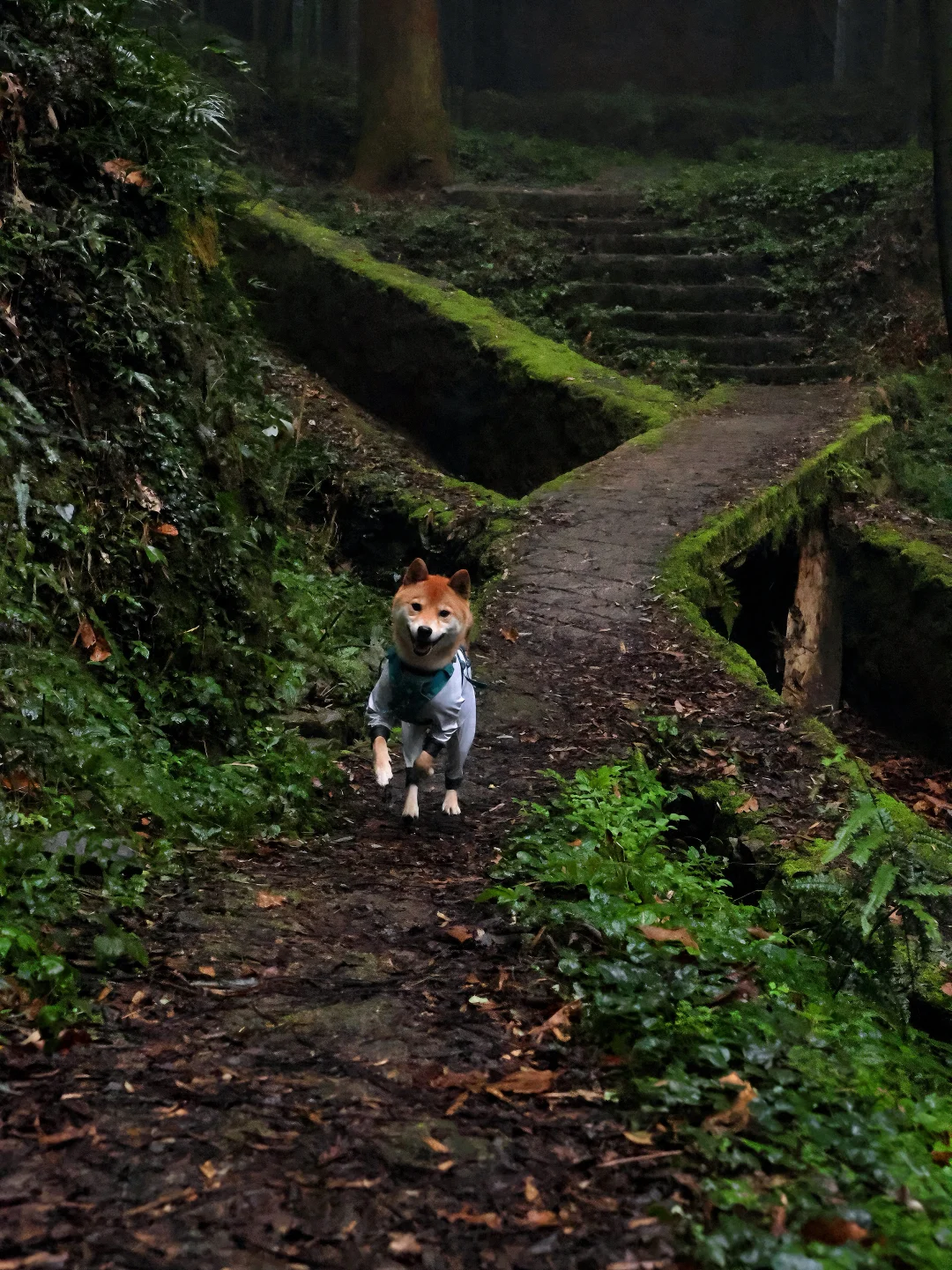 和小狗漫步在贵州无人的迷雾森林🌳