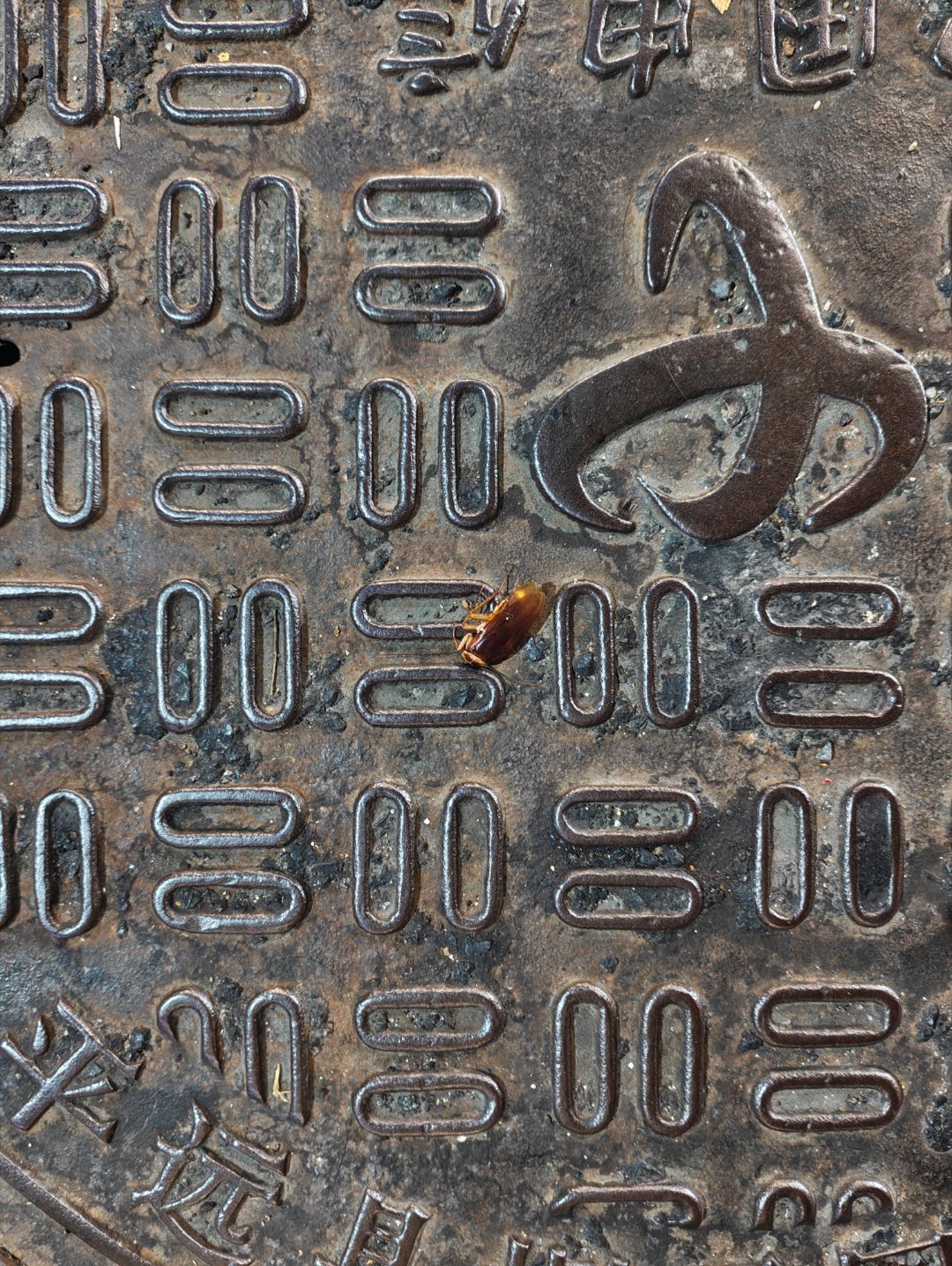 瞧我发现了什么！特产——广东双马尾