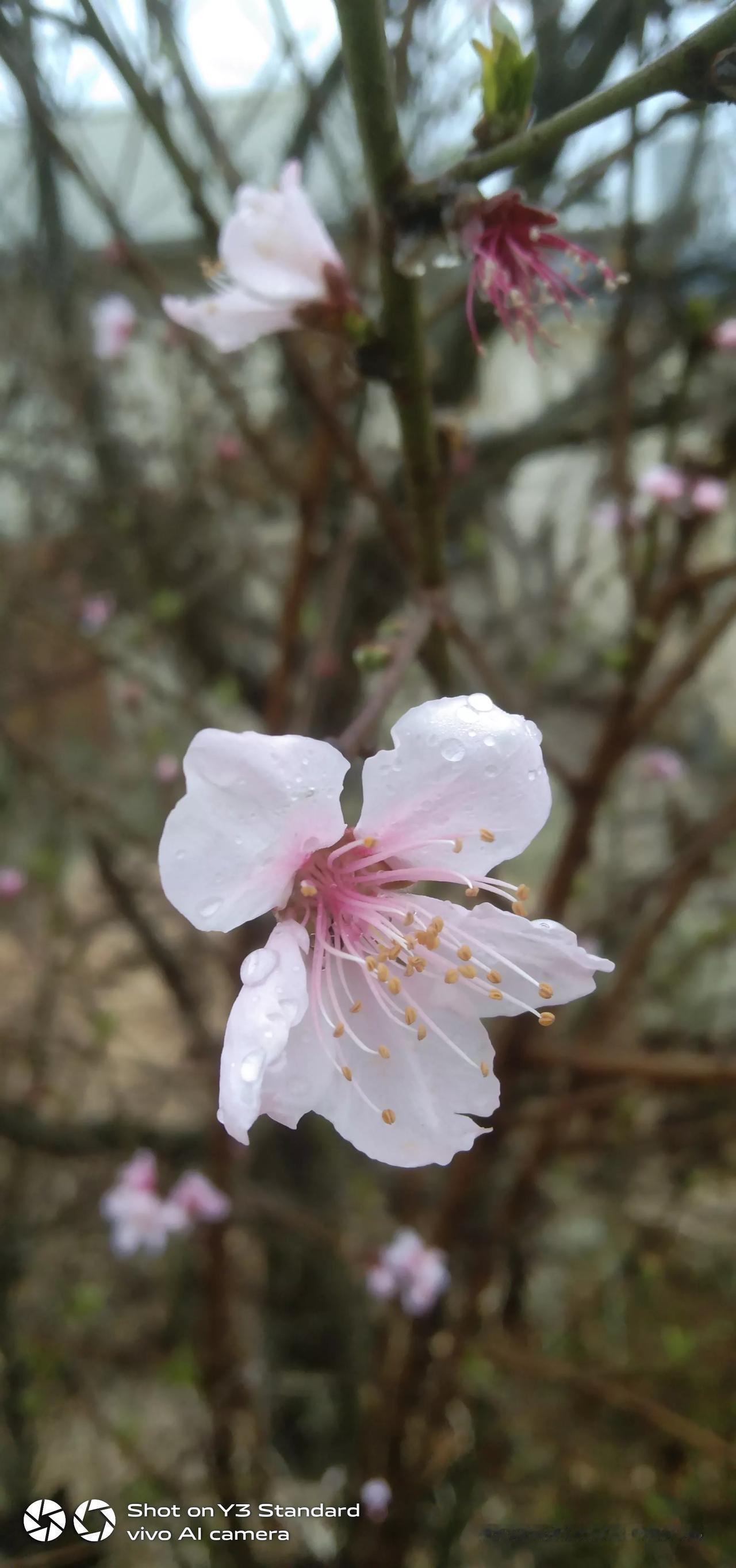 这桃花不算哄眼吧，只要窃喜就行。