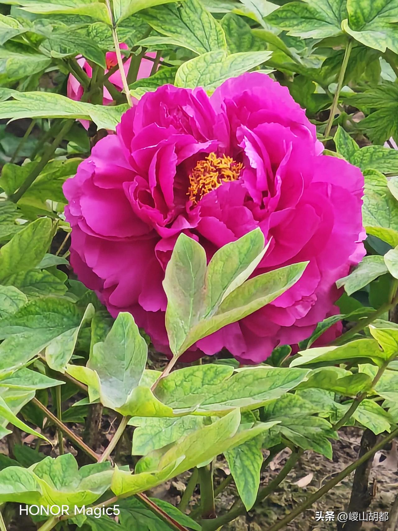 西安牡丹园之多彩多姿