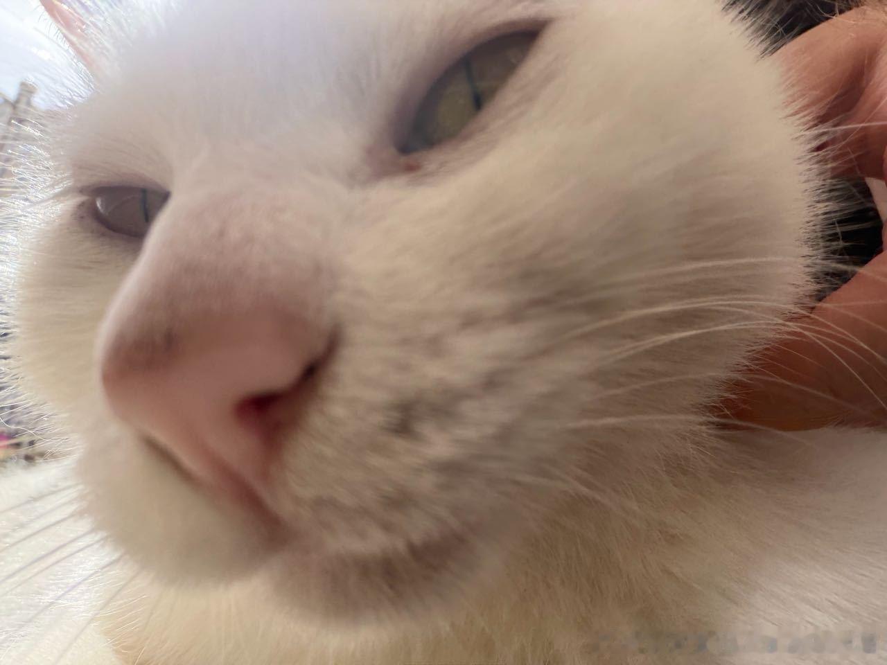 49661【丑猫】 