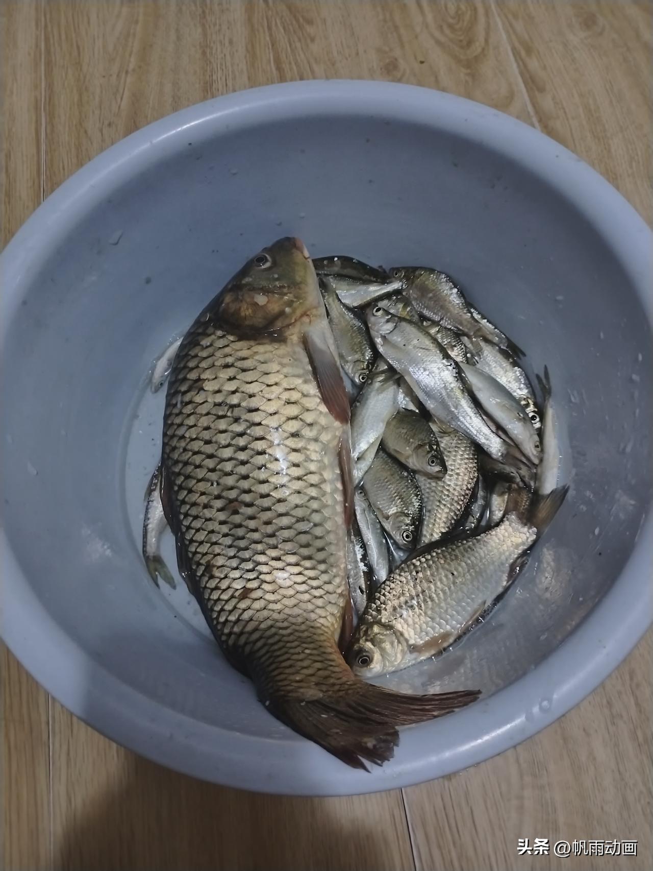 分享一下你随手拍下的照片父亲今天钓到的鱼，这几年过来钓到的最大一条。河里钓的野生
