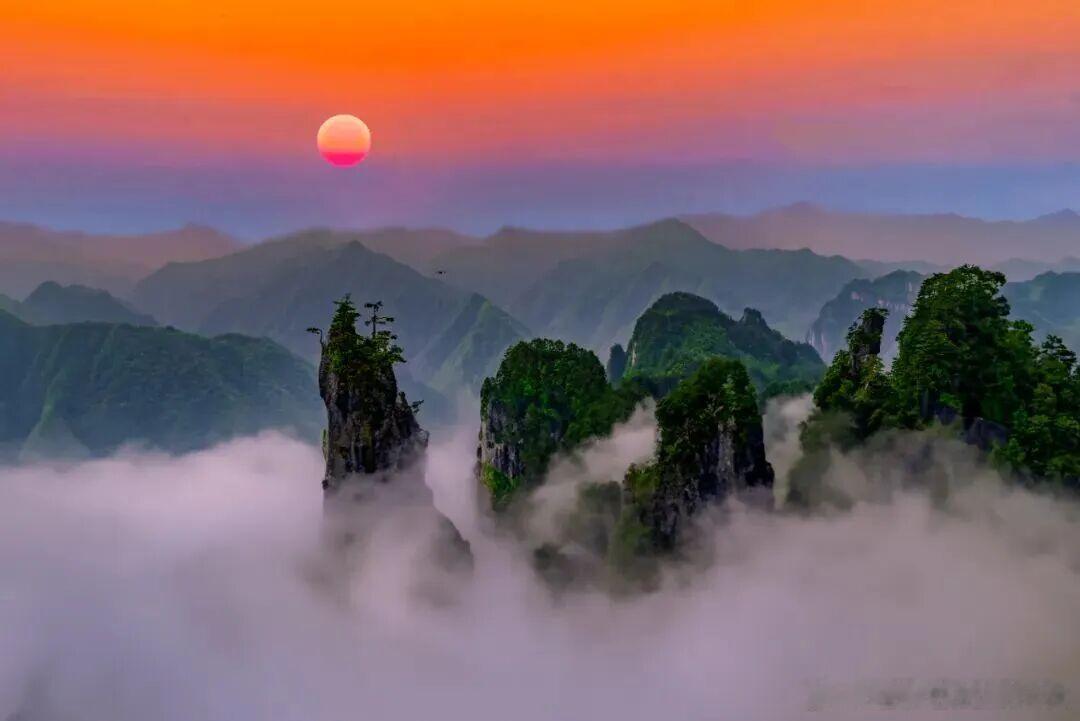 朋友圈步数突然登顶的朋友，十有八九是冲光雾山杜鹃去了！200 多平方公里的杜鹃林