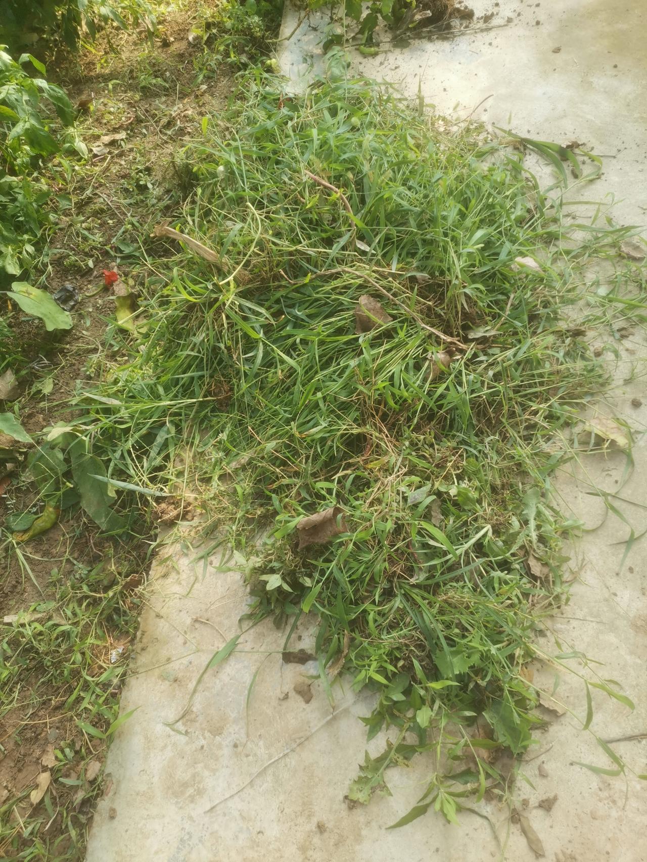 我也不知道是从七月的哪一天起，我放弃了扯园子里的草。

因为那段时间实在太热太热