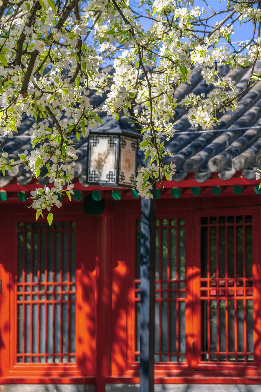 一树梨花一树春，万千枝头梨花白。📍智化寺（北京文博交流馆）摄影​​​