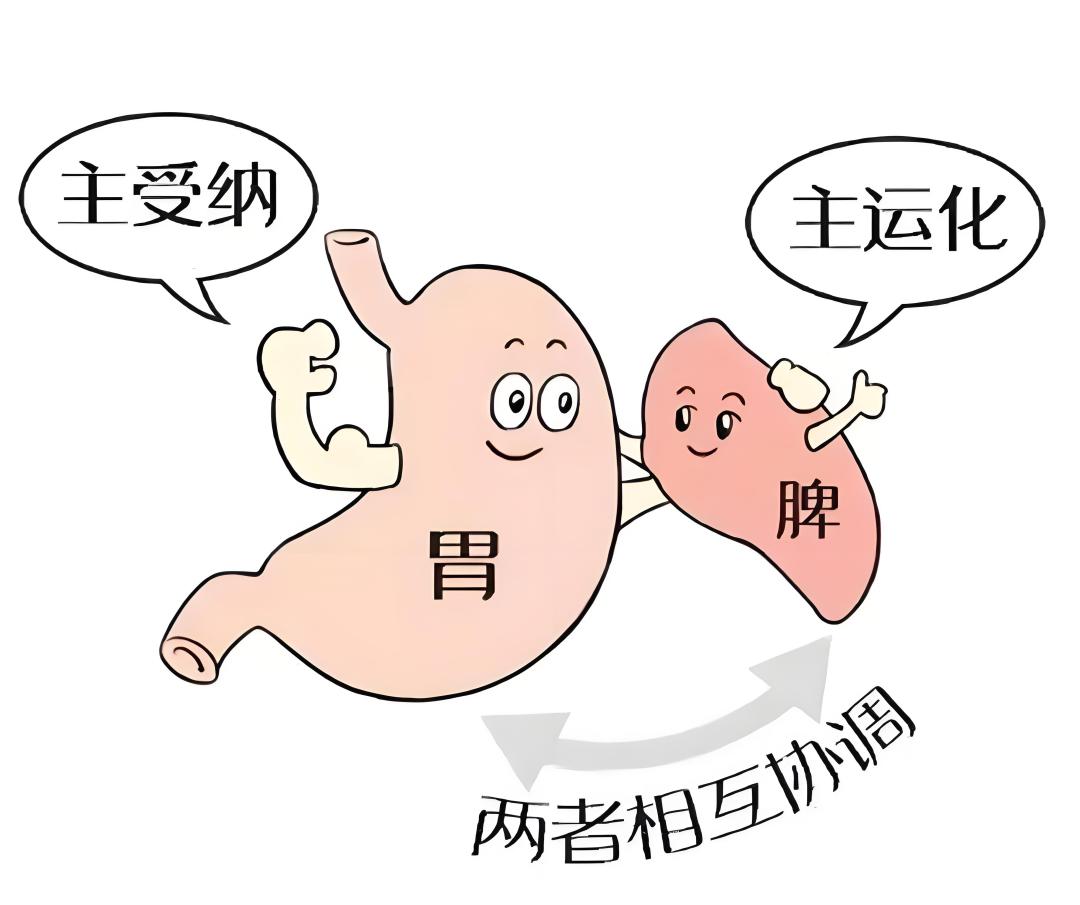 立秋后常喝1碗“壮脾汤”，孩子脾胃好、咳嗽止、鼻炎消，长高还长肉

脾虚的孩子，