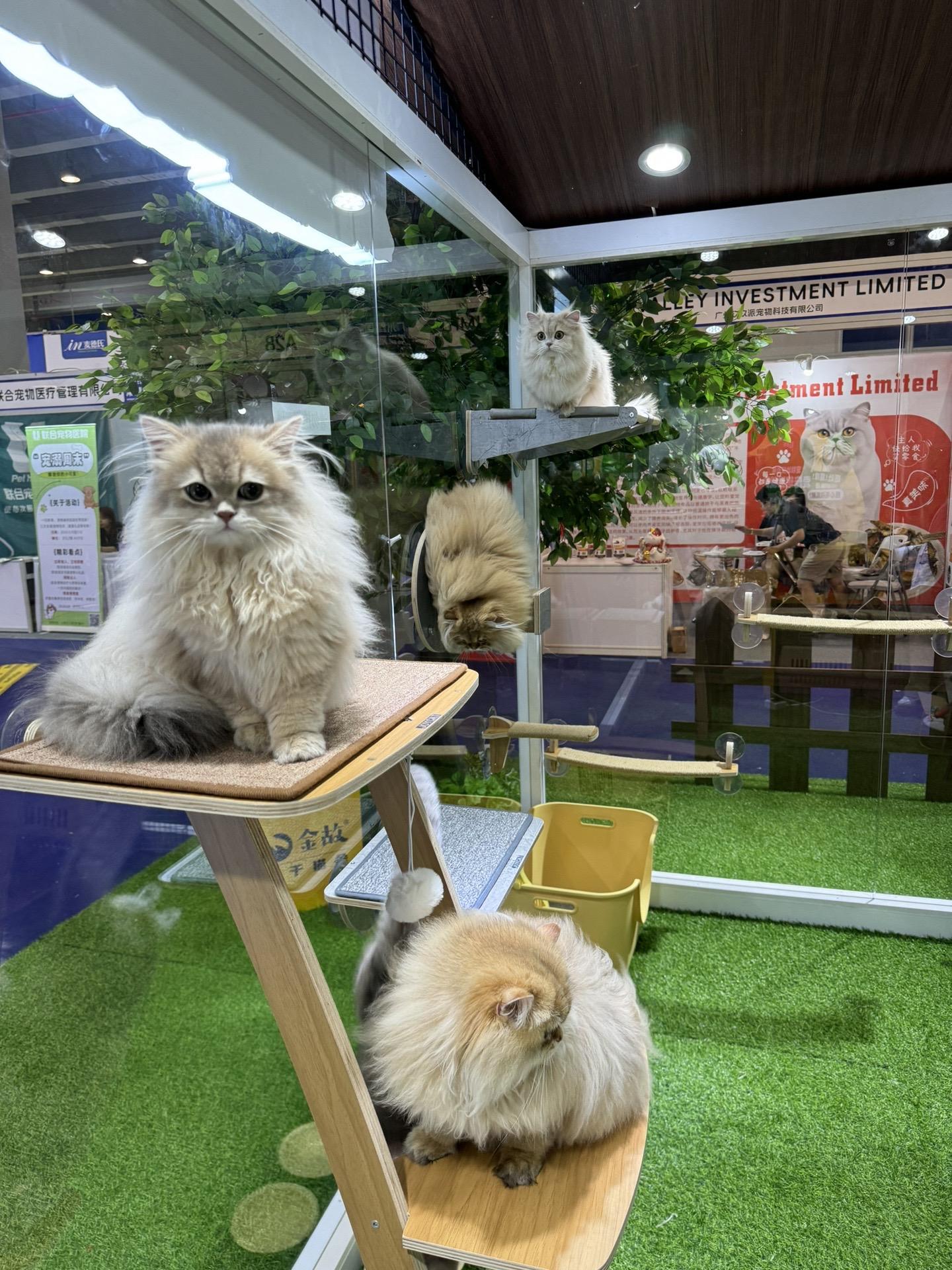 妹妹之家广州分站今天正式结束营业啦～3天时间过的很快，真的非常非常荣幸我们猫舍的小猫能得到这么多ee和叔叔的喜欢，还有很多从全国各地专门过来就为了看看小猫的朋友（其中很多甚至是飞机当天往返的😭），蒙大家抬爱了，我替小猫谢谢大家～这也是我第一次这么具像化感受到大家对它们的喜爱❤️❤️ 
WCF金故杯比赛现场和金故展位这次人都比较多，我及我们的工作人员有些地方照顾不周的还望大家海涵啦，期待后续能有更多机会在线下与大家交流❤️