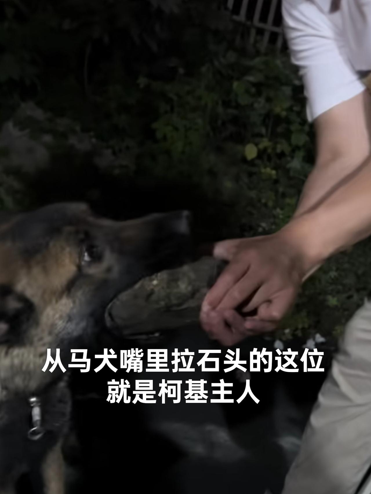 原来暴打马犬的男子和马犬主人早就认识！

据知情人了解，被打的马犬叫“管家”，他