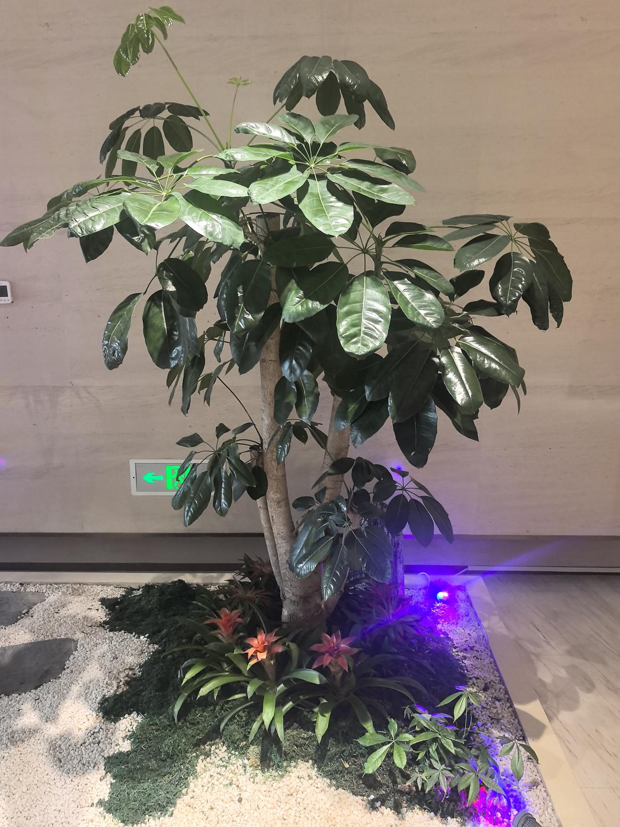 发财树