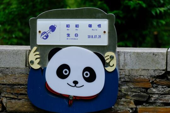 【大熊猫草和和】只获得了一个朵朵的观看权