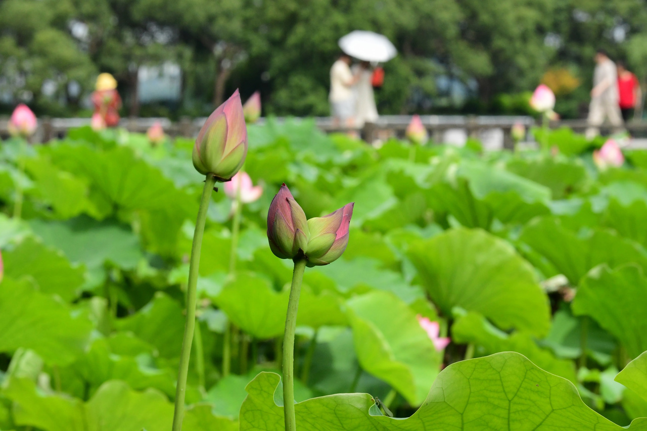本周末冲向40℃，什么时候凉快一些？有消息了
