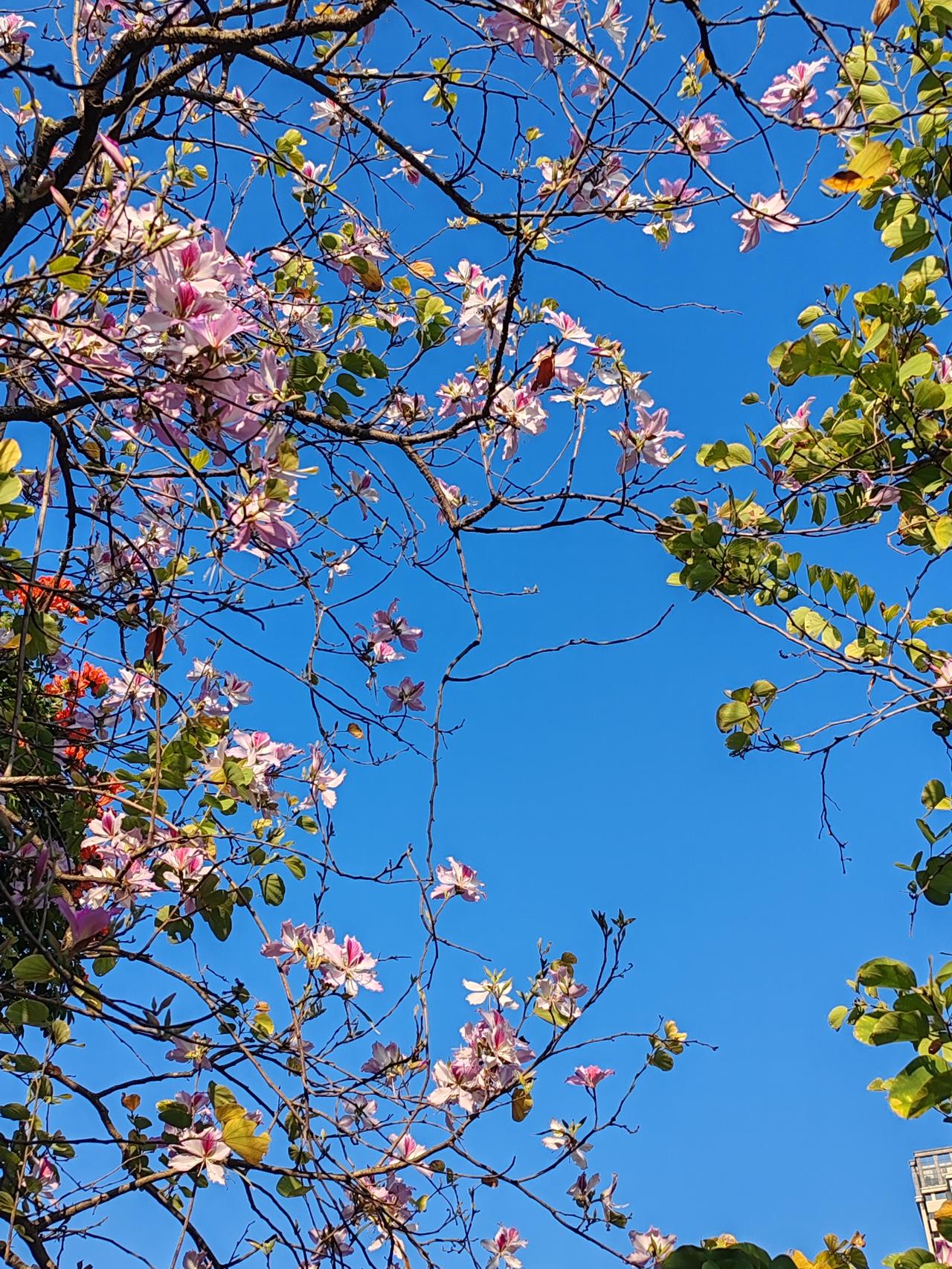 分享一张相册里随手拍的天空