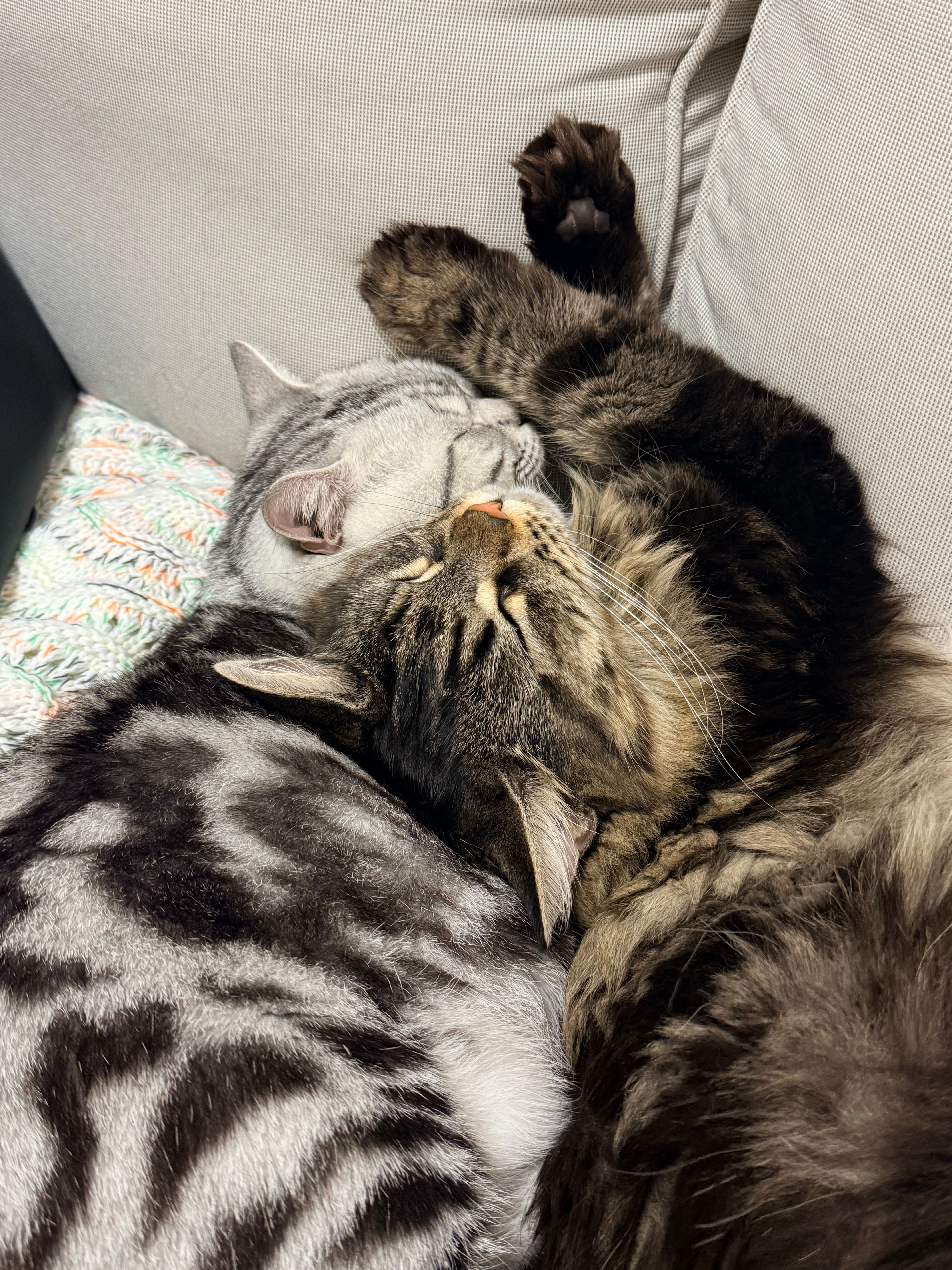 冬天到了连小猫也要报团取暖了