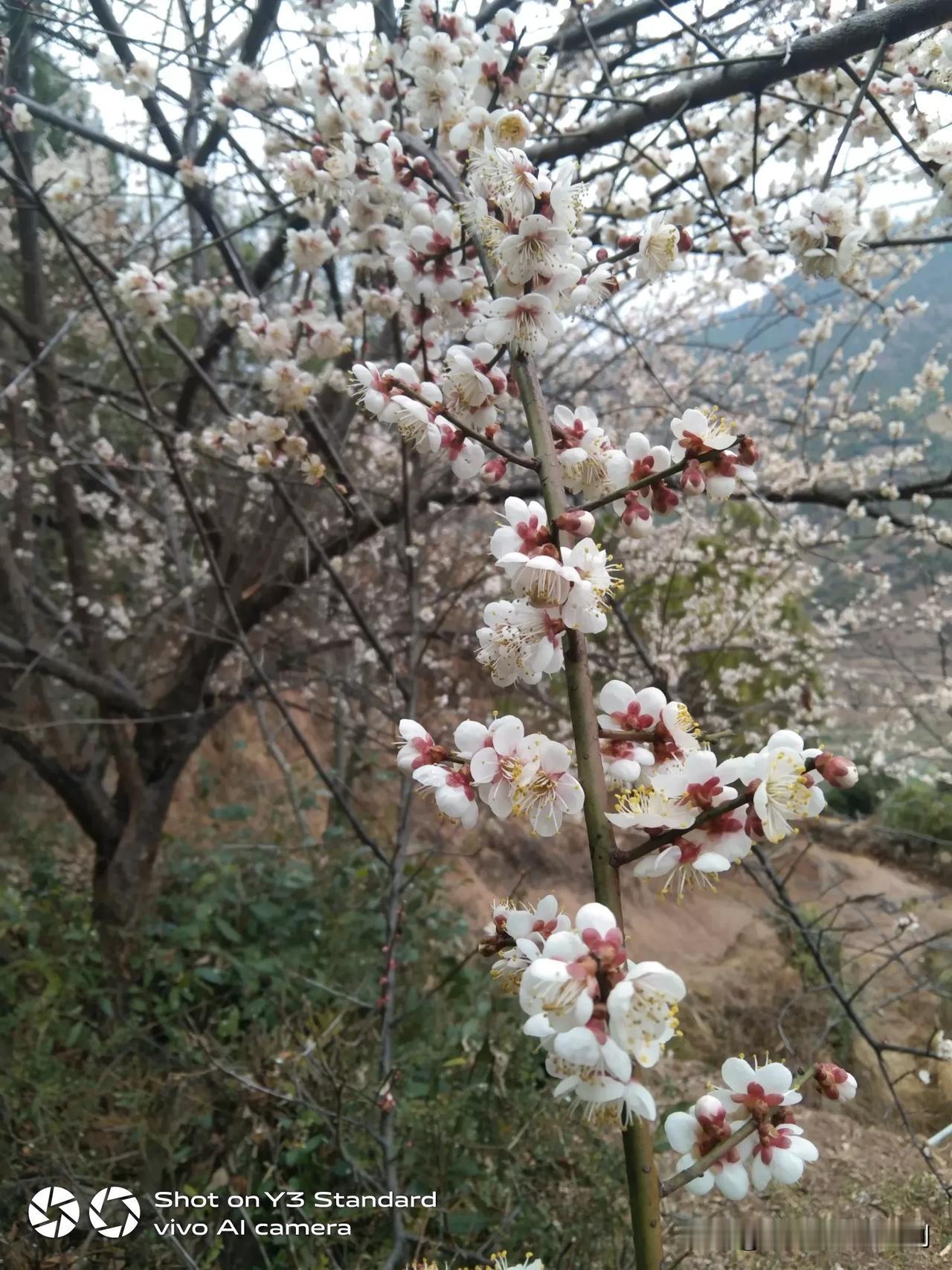 小雨天气，在山上也很冷的，我家的梅花开的，太漂亮了。