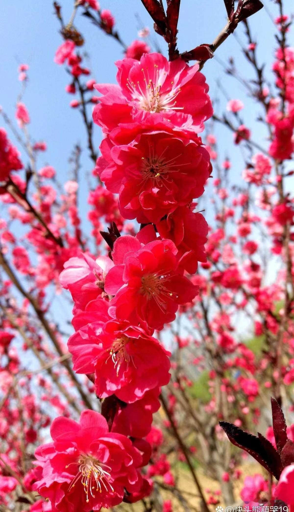 下联：红花朵朵香