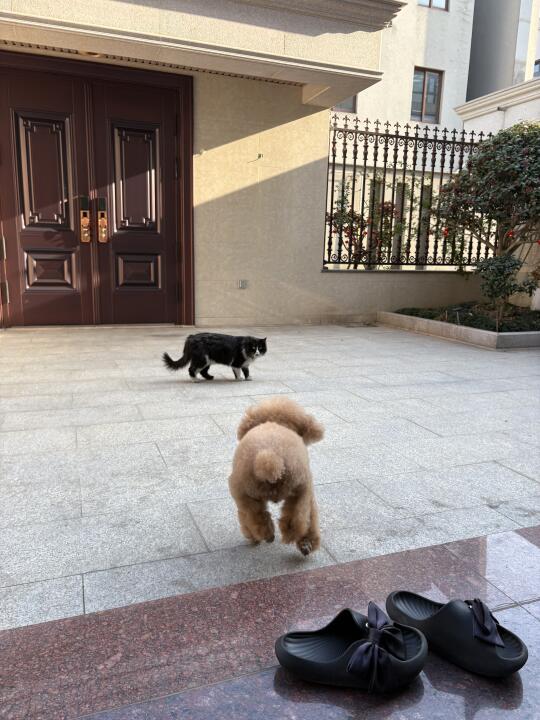 猫狗日记