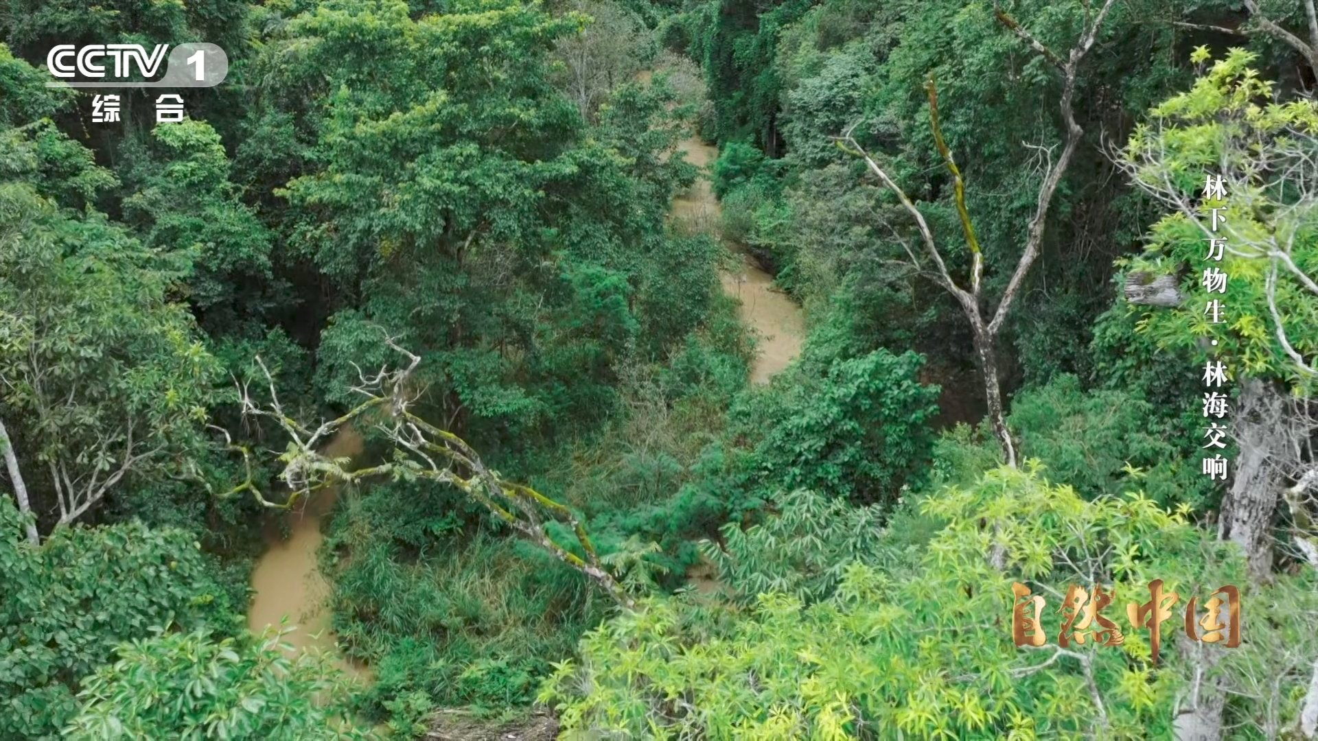 亚洲象头顶有两个聪明包 云南的亚洲象有“聪明包”加持！头顶双凸起是智慧瘤，村里改