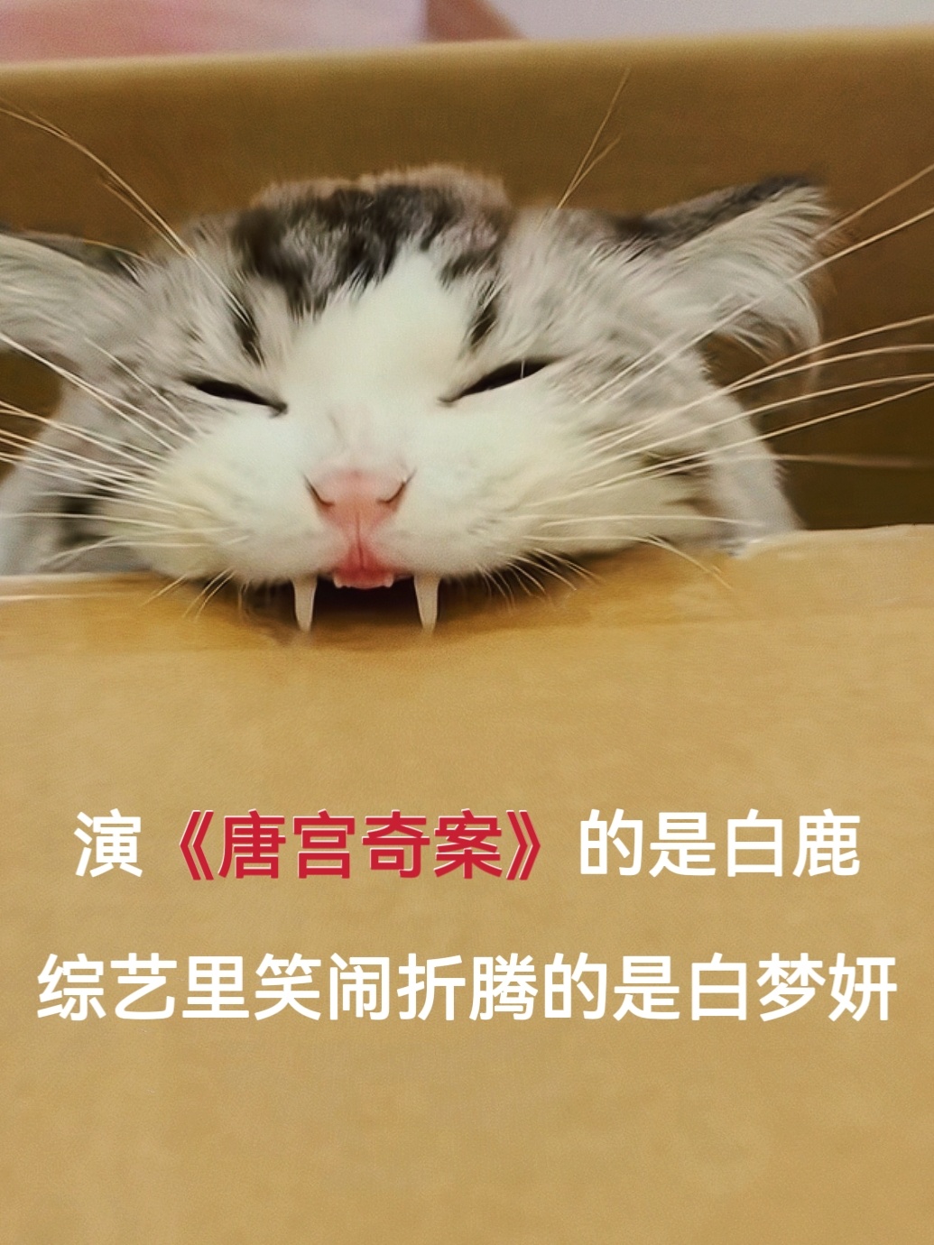 早发白棣丞，显眼包们合体的威慑力。综艺上不是白鹿，是白梦妍！王鹤棣帮白鹿拍照