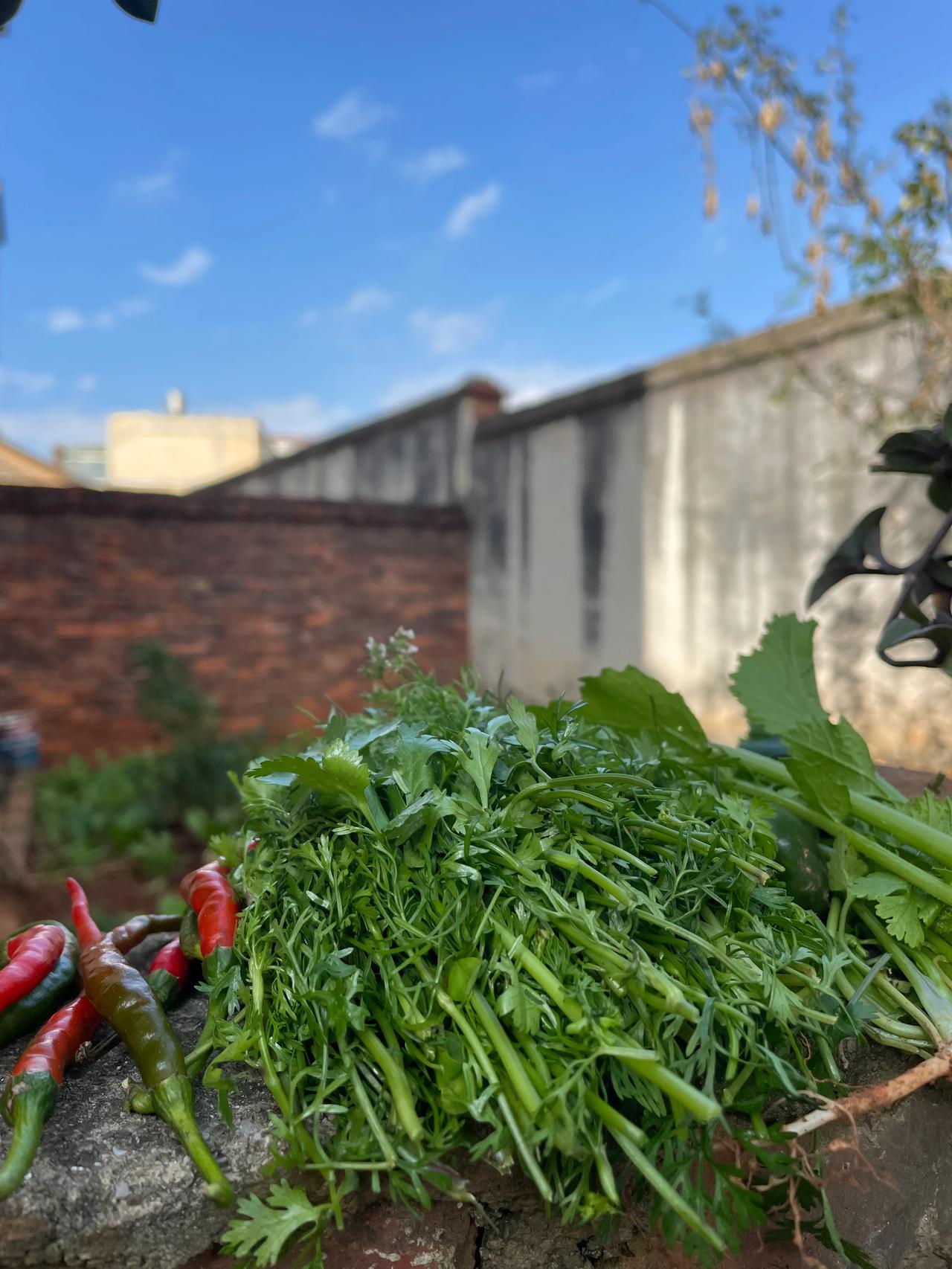 #秋日生活的每一个瞬间#
今天是个晴朗的日子，我决定花半天时间来打理家院卫生，顺