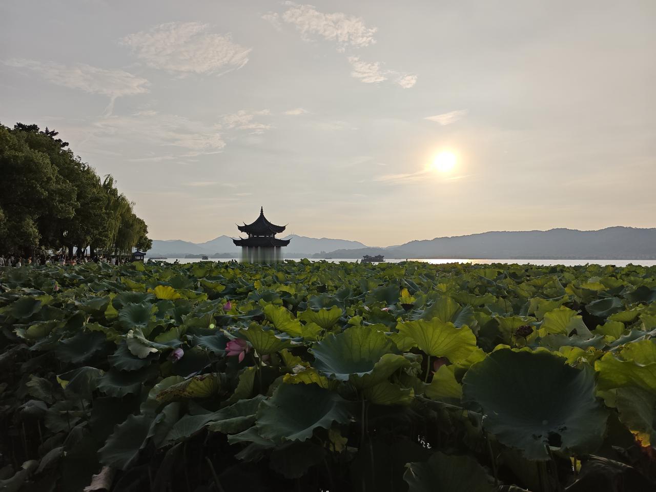 时间过得太快了，眨眼之间夏天已经过去了，看到西湖满池塘的荷花被秋风刮的已经有了枯