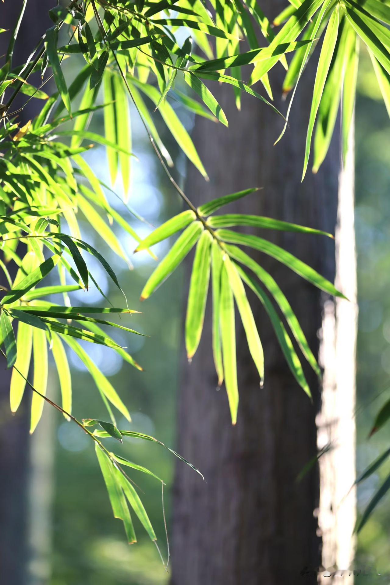 我的今日状态：😁轻松愉快
我这里的天气：☀️晴天