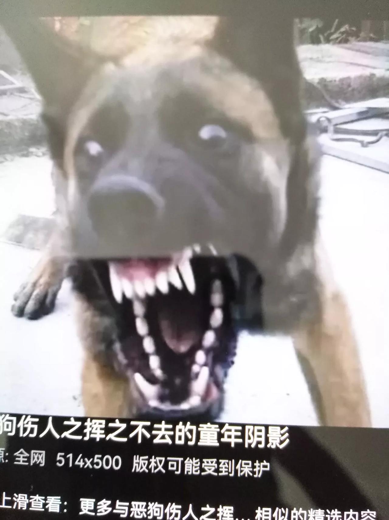 你作为一个爱狗人士，但是你是一位理性讲文明的爱狗人士，给你点赞！你说得很有道理，