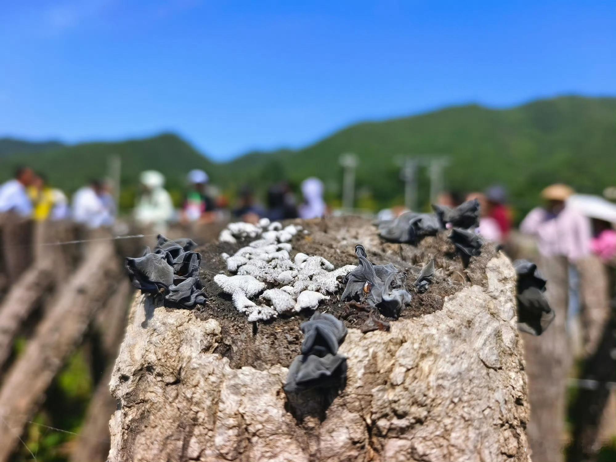 甘肃两当木耳走出深山 【废弃菌棒去哪儿了？看两当的循环答案】 在两当县左家乡，没