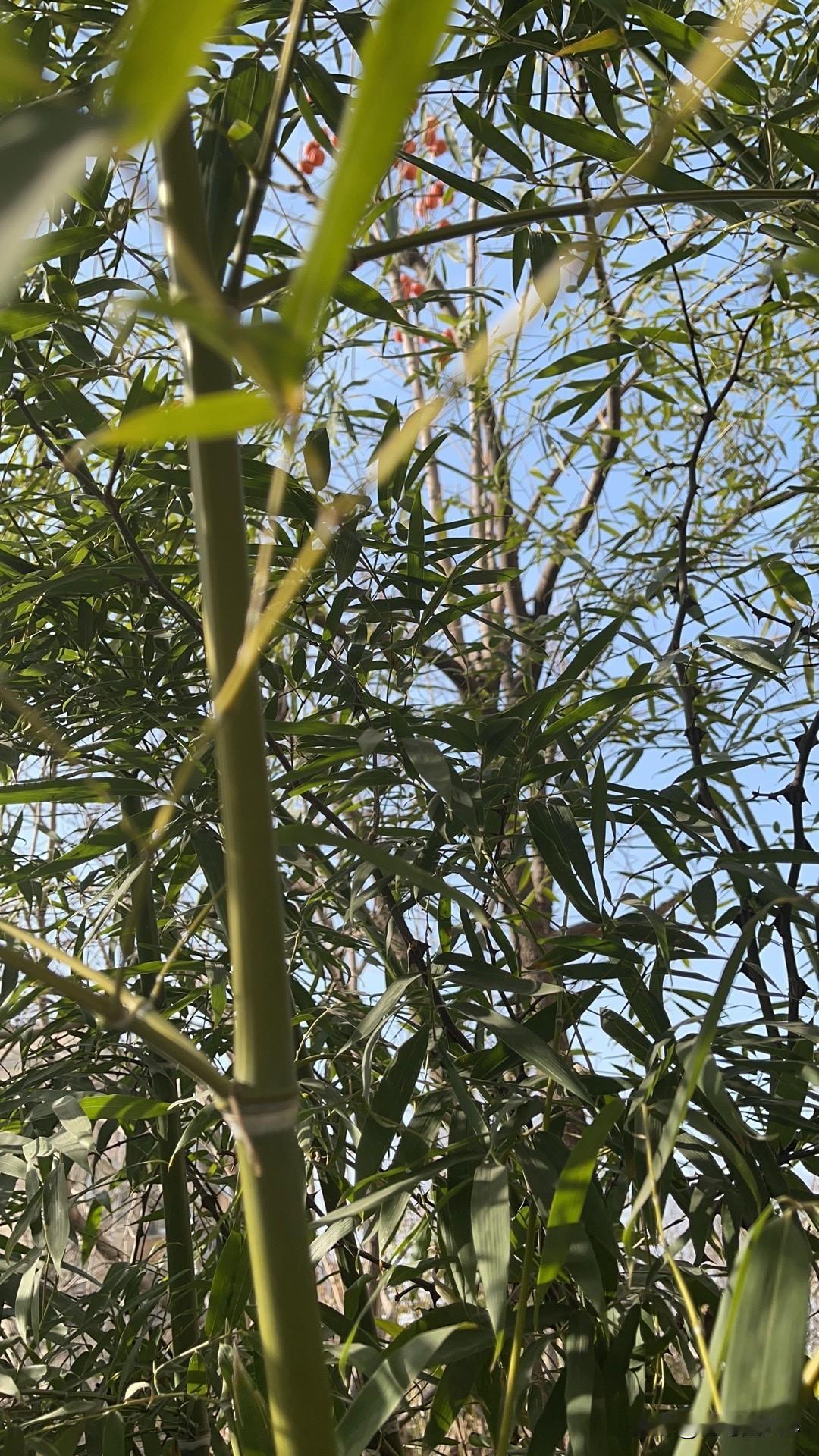 天气时冷时热……还说有雨！
一连报了几天有雨，下了，和打喷嚏一样，几滴雨落在车的