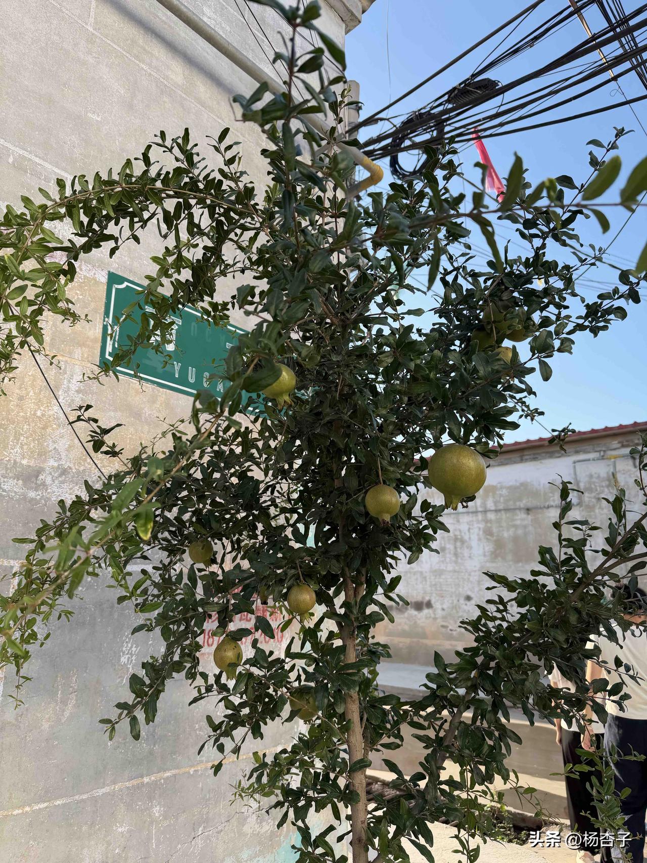 回老家了，街边果实累累的石榴树，真美！

我们村是冀中平原上的小村庄，五六百户，