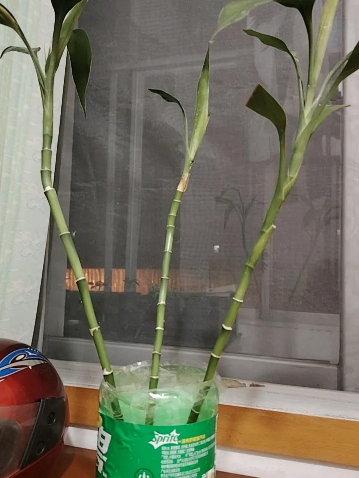 我的富贵竹只是活过来了，长得一点都不漂亮。一看，就知道经历了千辛万苦，那竹节缩在