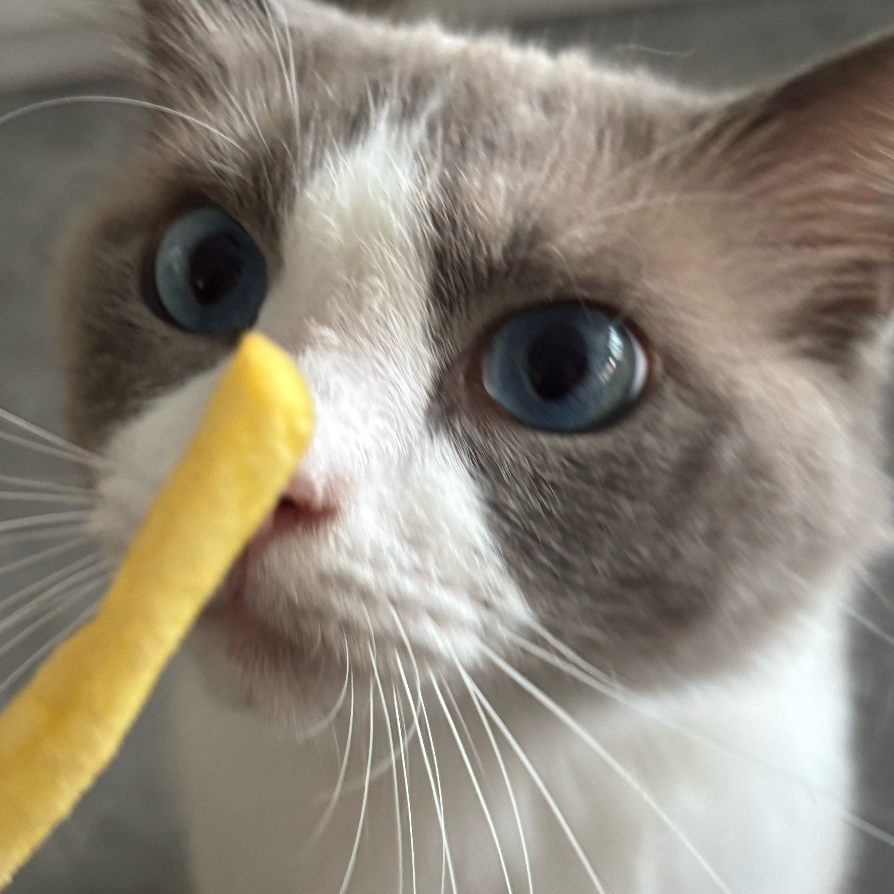 好没品的小猫 