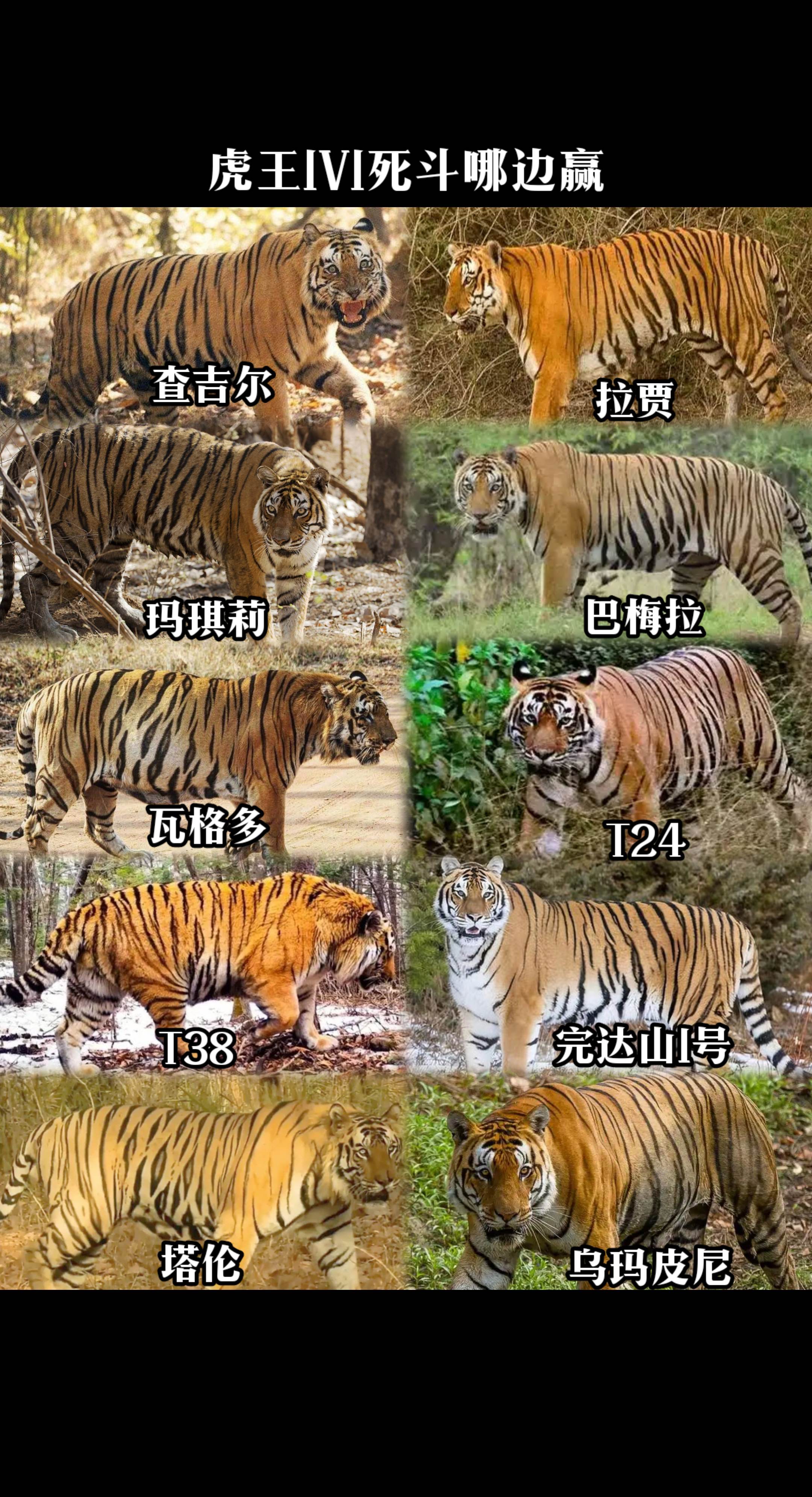 陆地猛兽：虎王1V1极限死斗