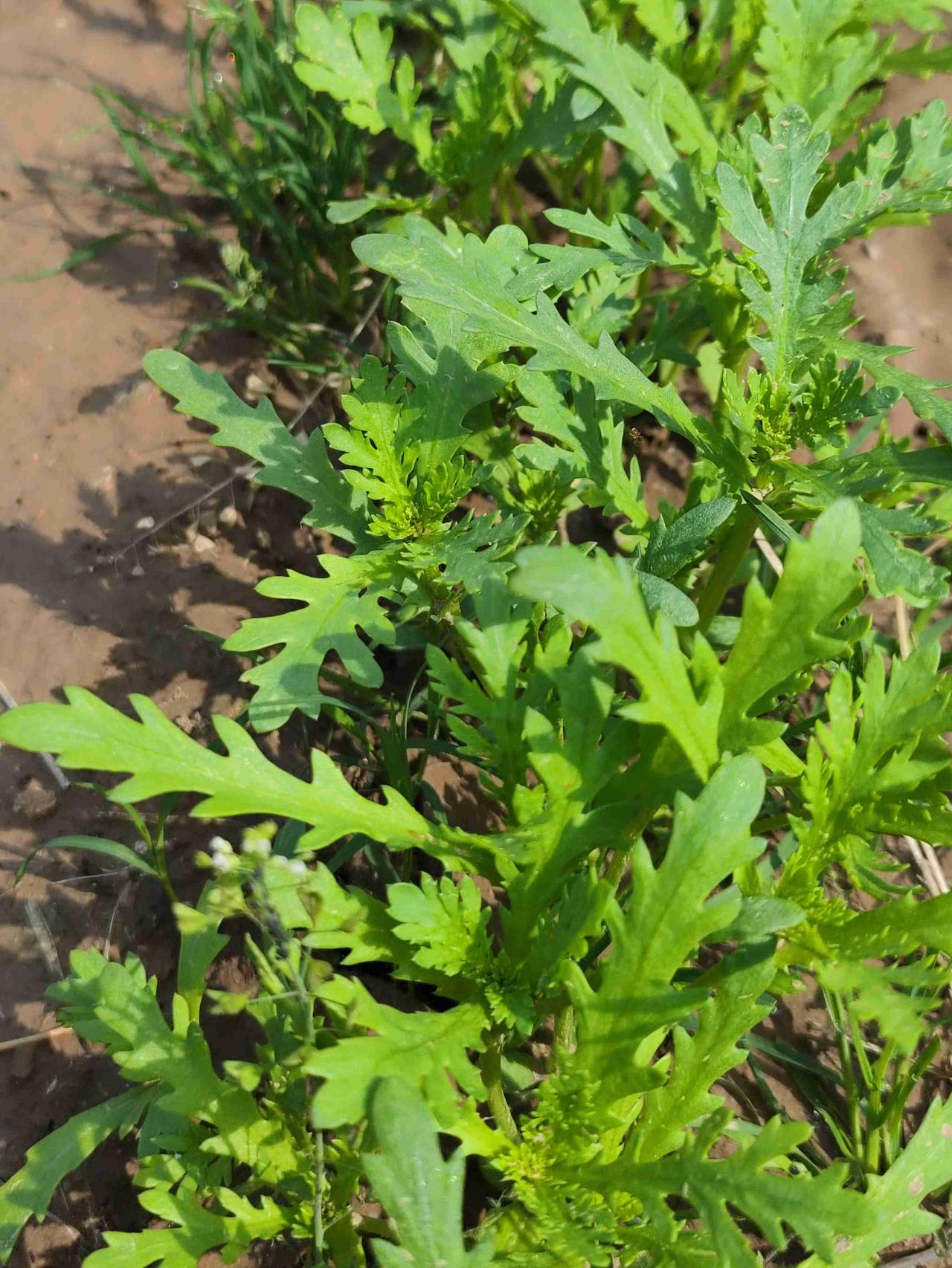 我的今日状态：😁轻松愉快
我这里的天气：☀️晴天

鲁西南大地前天下了一场透雨