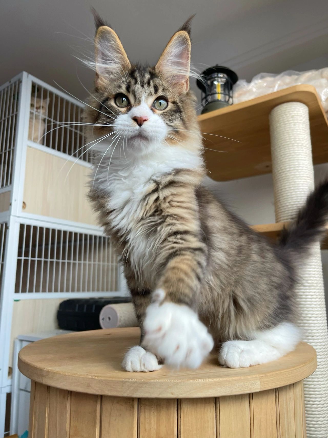 缅因｜棕虎加白缅因 星耀弟弟