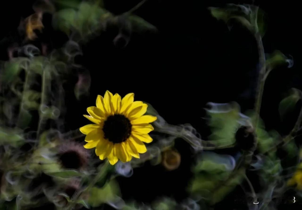 《卜算子·秋之花》
（原创首发）陋室听秋/文
 
秋蕊舞风迟，彩韵盈枝璨。
瘦影