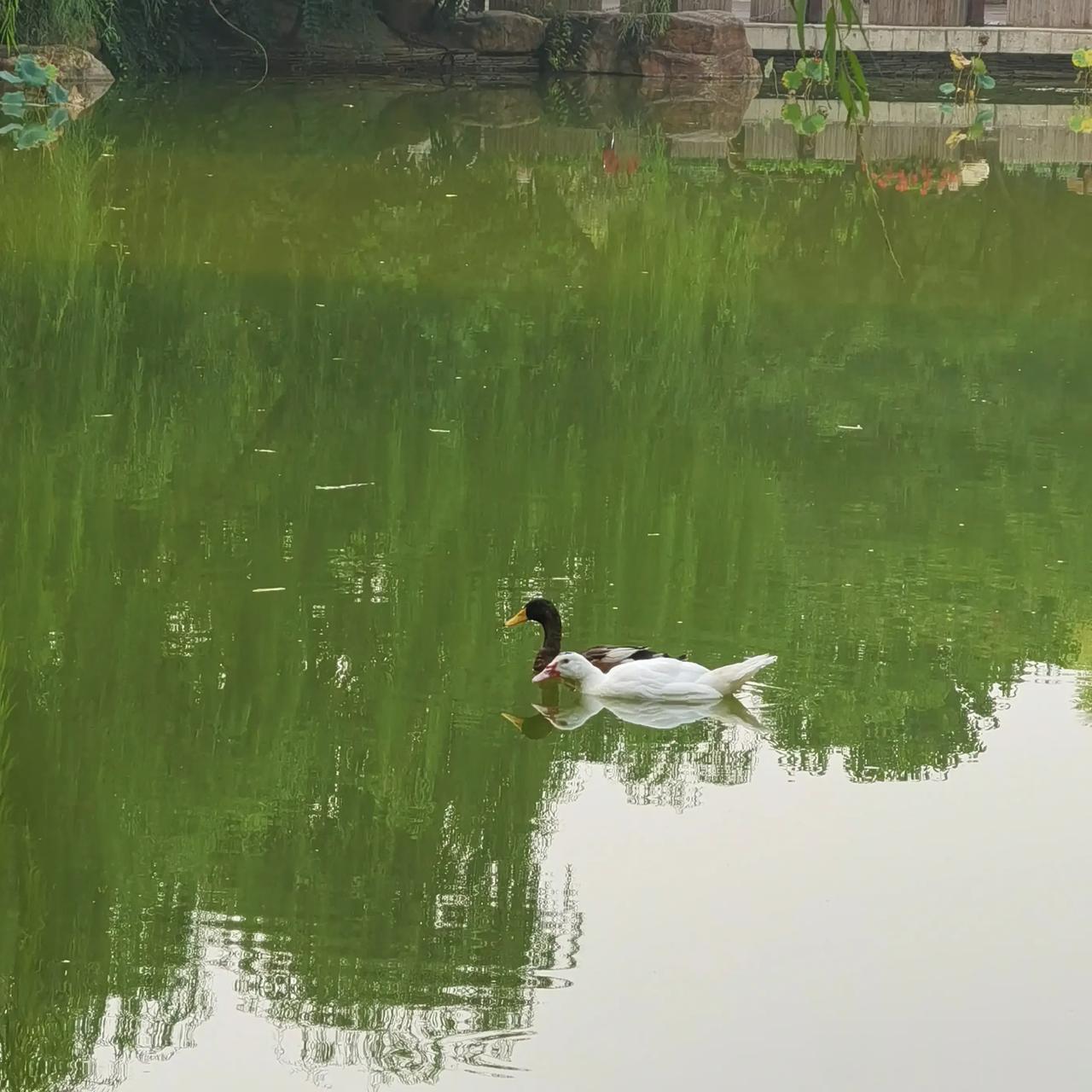 #用镜头留住美好瞬间#  
画船撑入花深处，香泛金卮。烟雨微微，一片笙歌醉里归