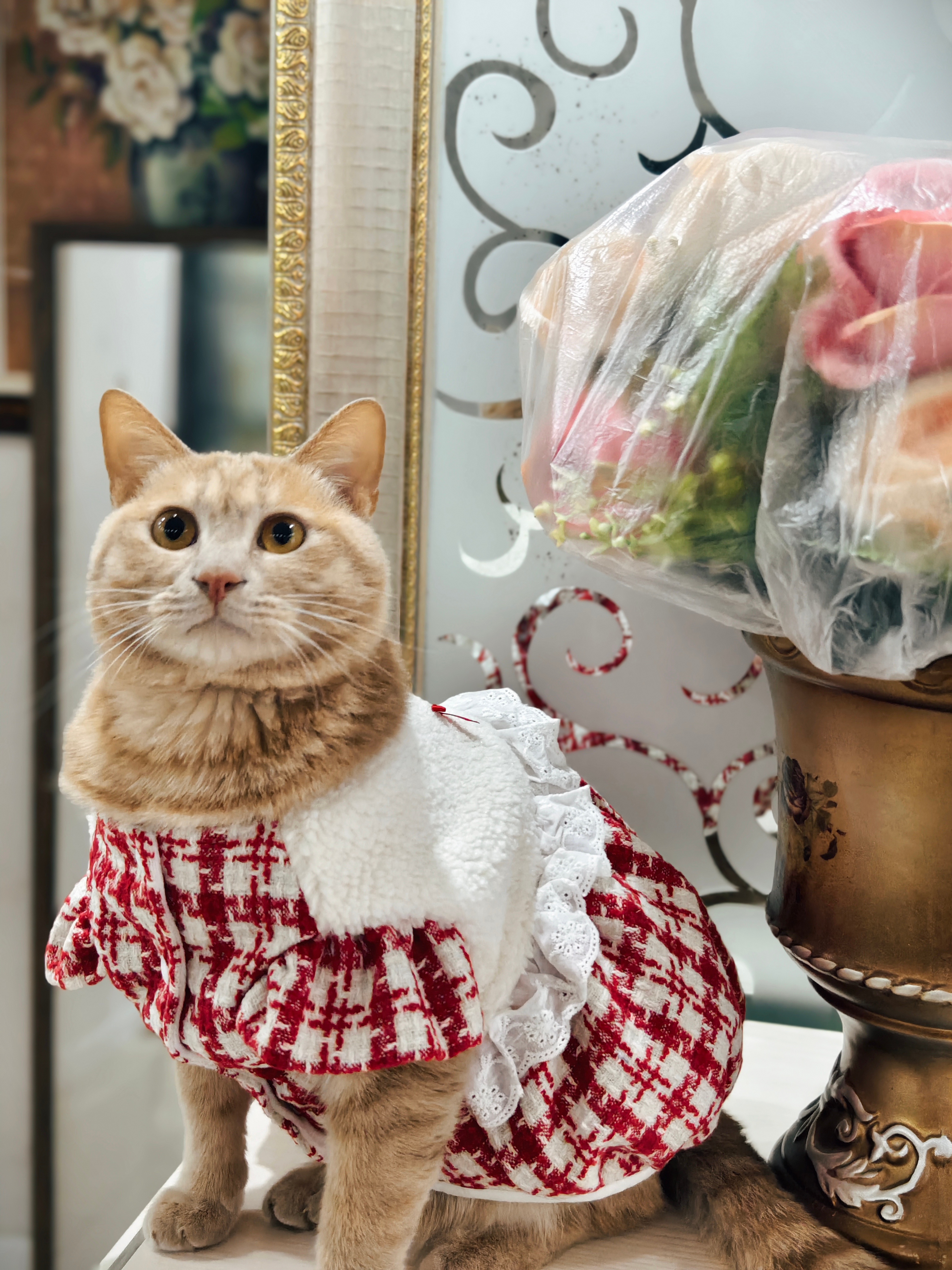 小橘子也跟大家说声2026年好～元旦快乐！🍊穿上新衣服了！瞅着还行不？橘子来了