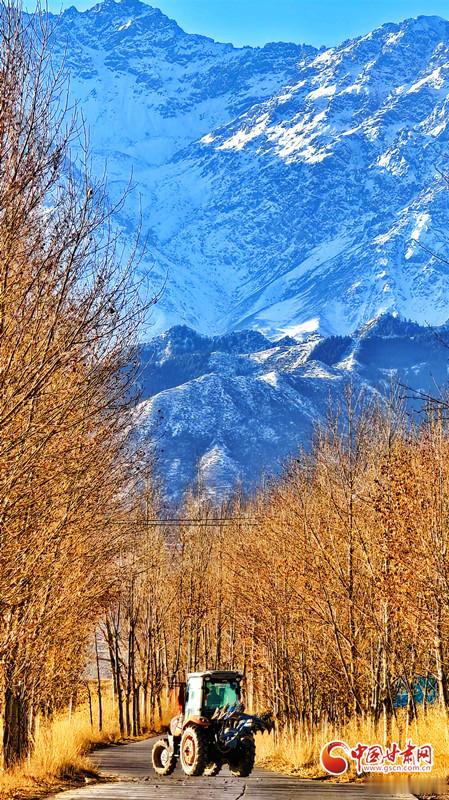 早安啦，看那雪山刺破云层，黄叶逆势昂扬，甘肃的冬天从不是萧瑟，而是藏着不服输的力