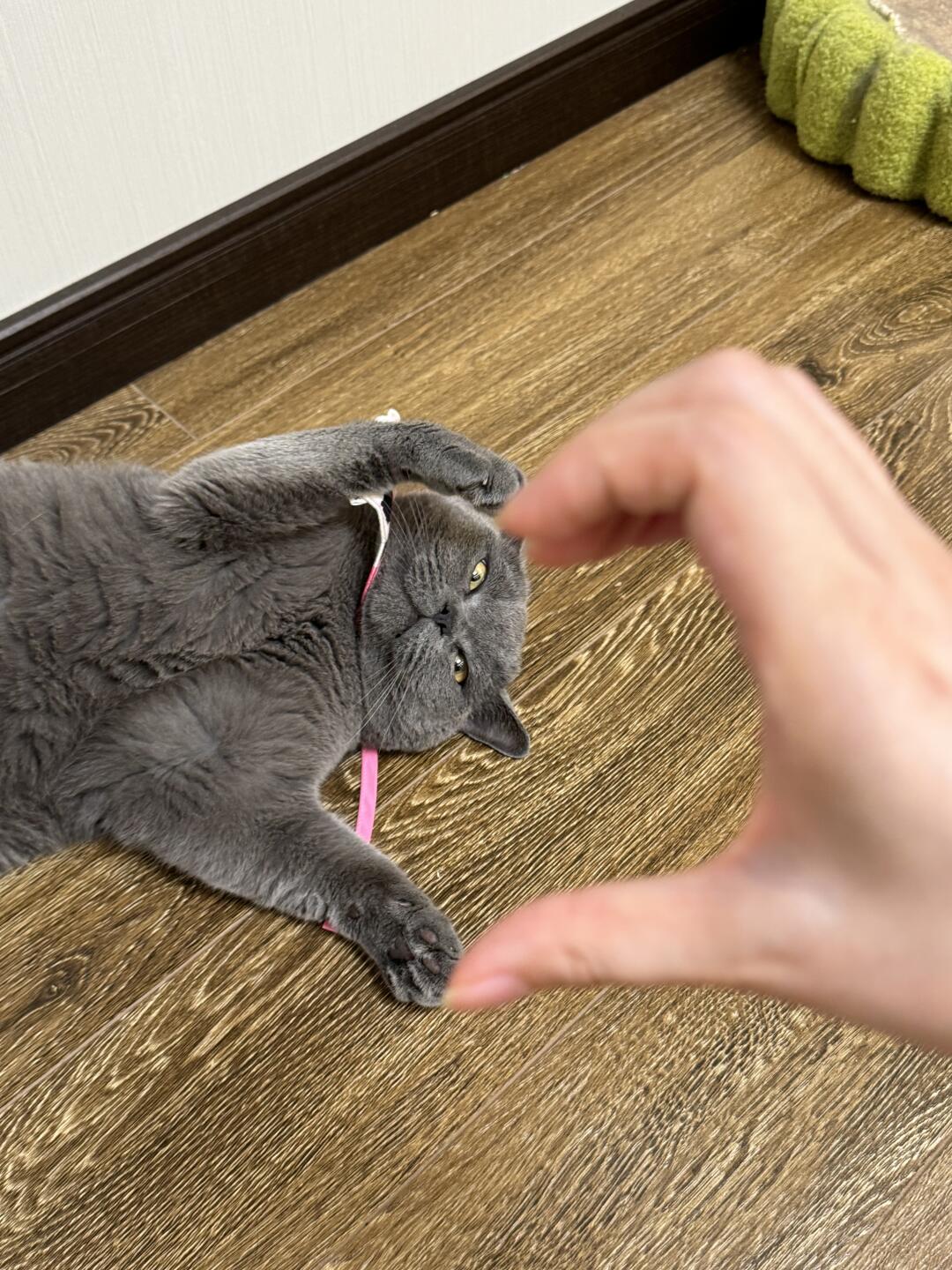 小猫不语，只一味地配合🫰🏻