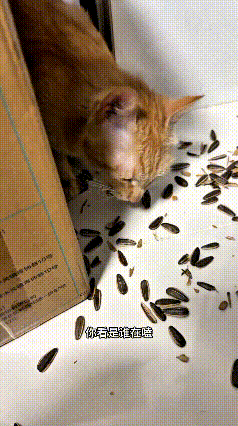 这个视频我来回看了好几遍，真把我给看愣了。睡醒起来一看，地上到处都是瓜子皮，凑近