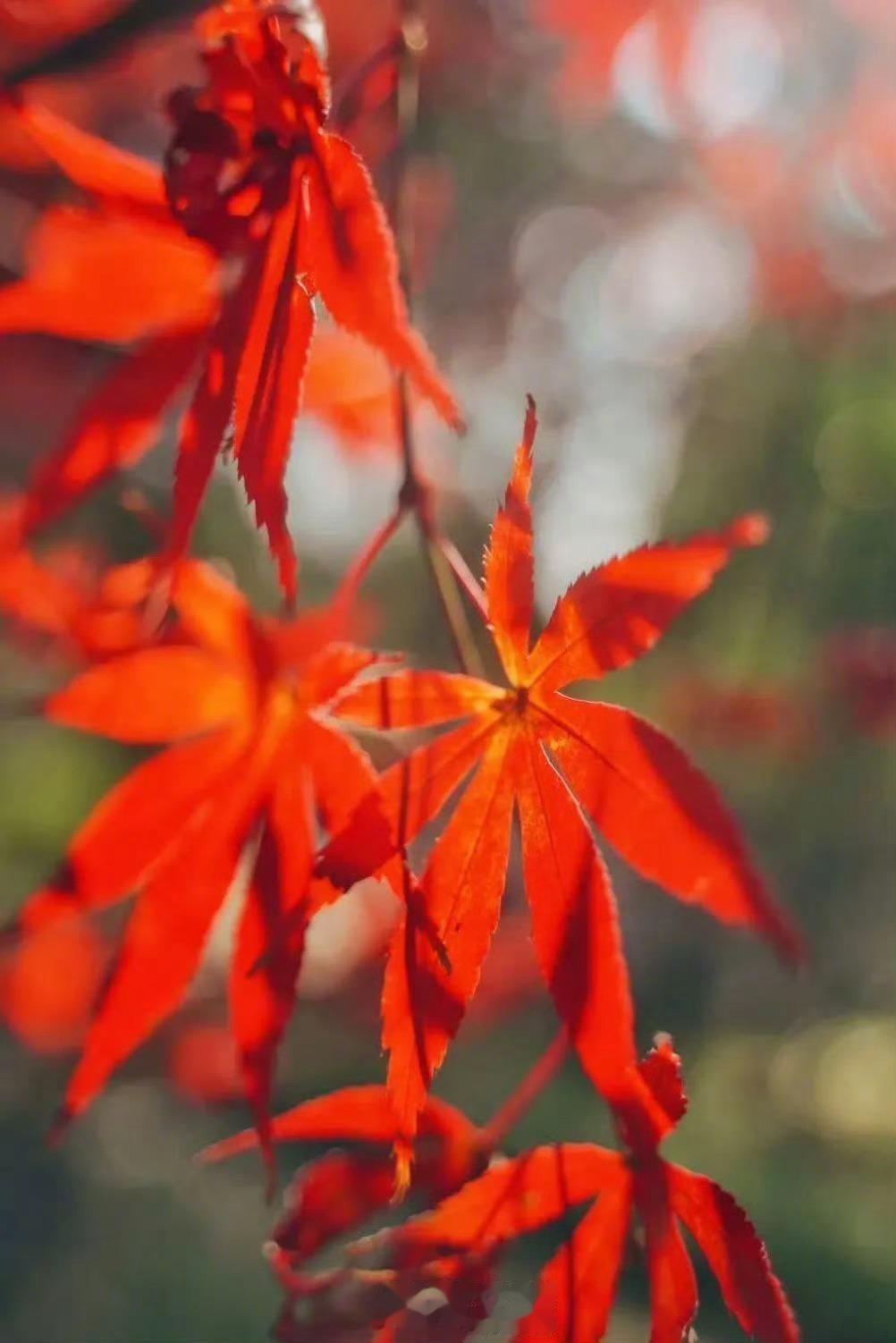 #重庆南山枫叶红得灿烂# 【南岸南山红叶惊艳来袭！】南岸的红枫季灿烂开启，叶片似