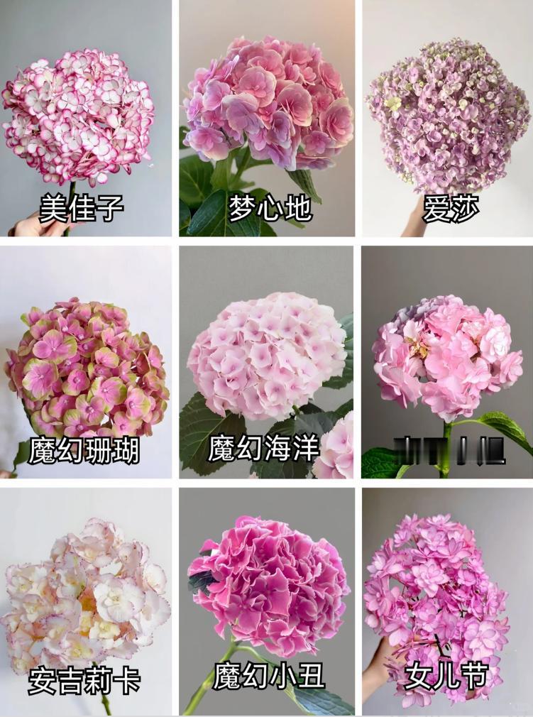一到春夏季节，花园里最抓人眼球的花卉，一定少不了绣球。它不止大家熟知的温柔粉色，