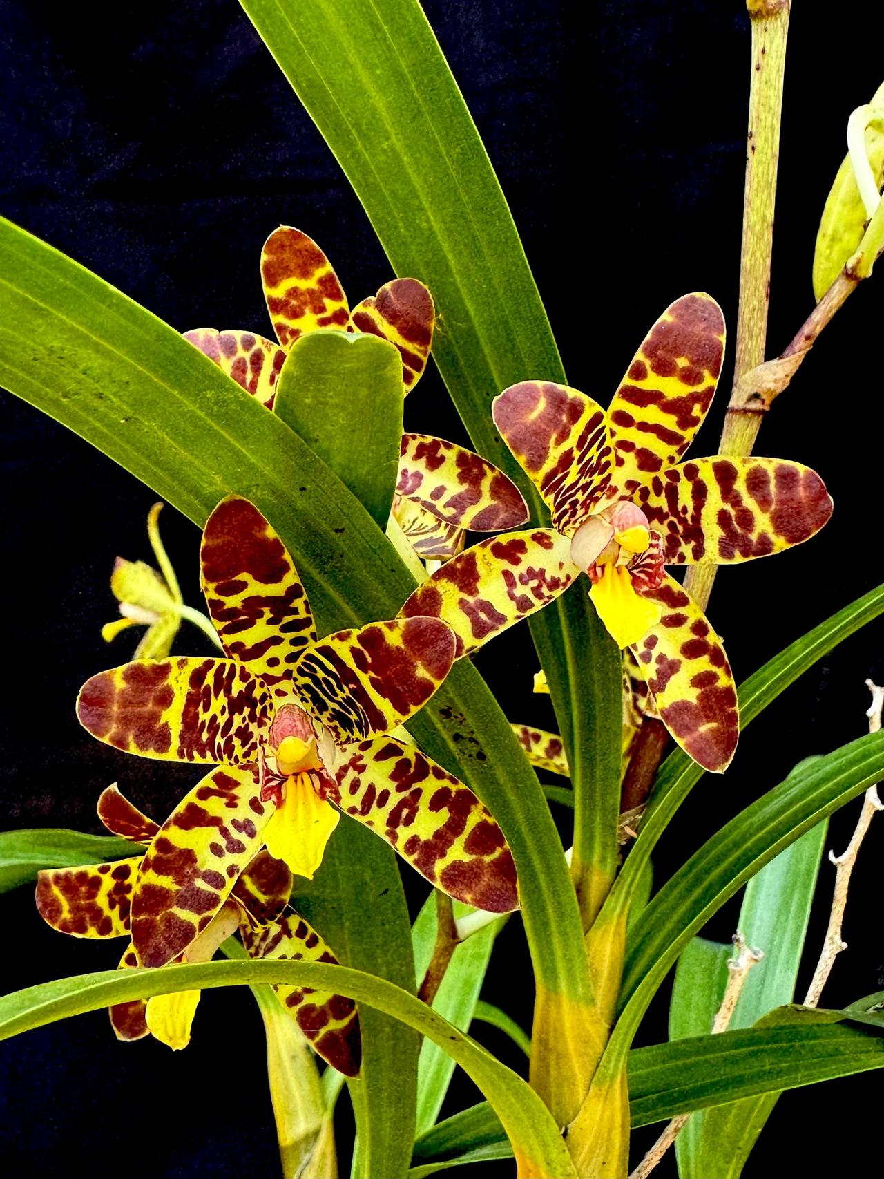 Ansellia africana ('Joe’ AM/SAOC x ‘Pete