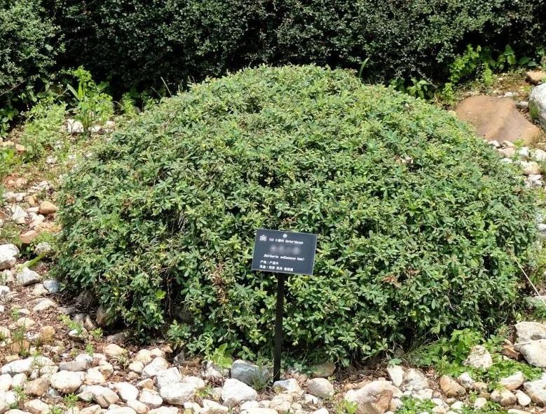 这是英国皇家植物园的金花小檗，它的老家在中国西南山区。

1906 年，英国植物