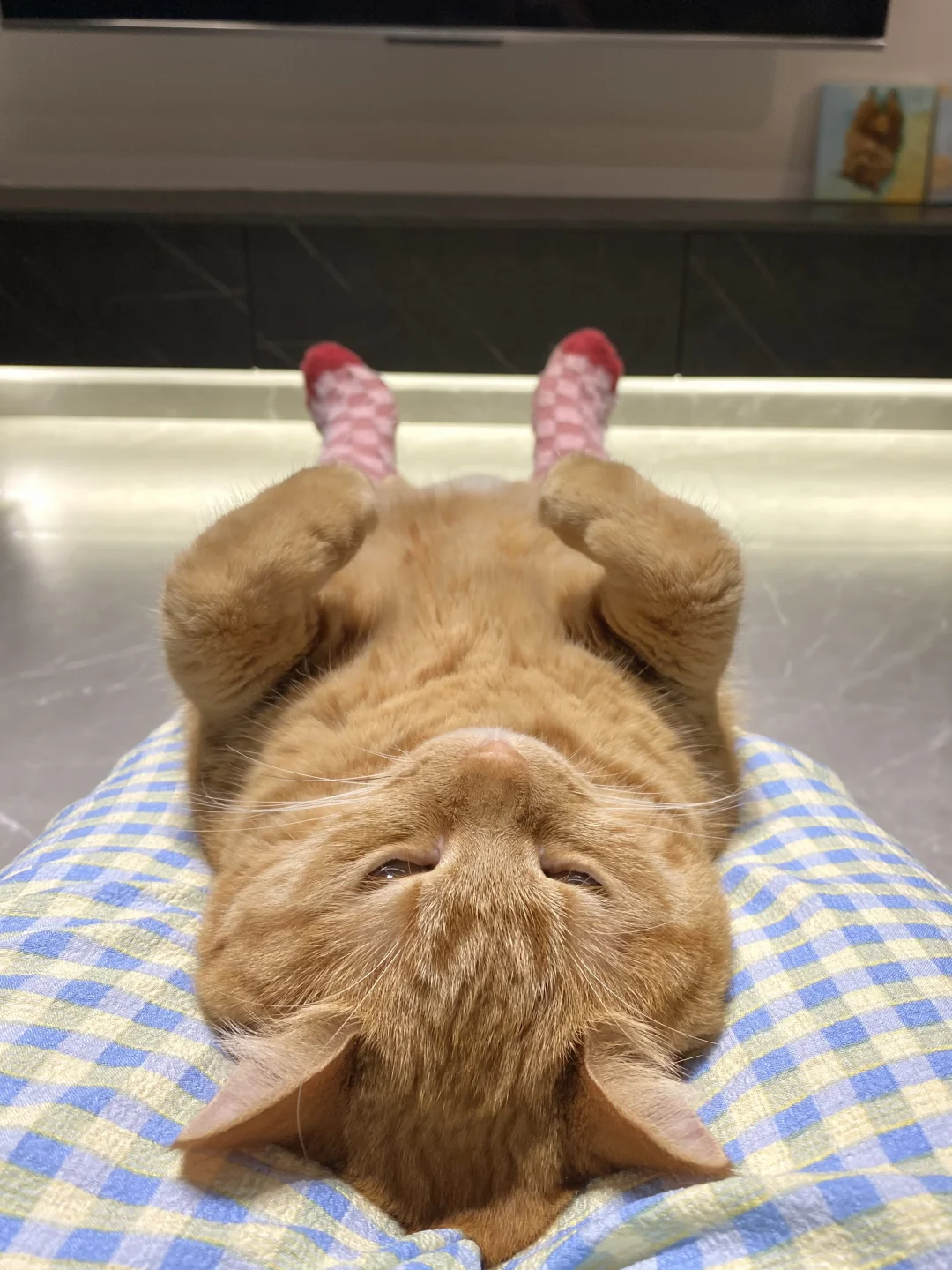 猫跟人完美融合