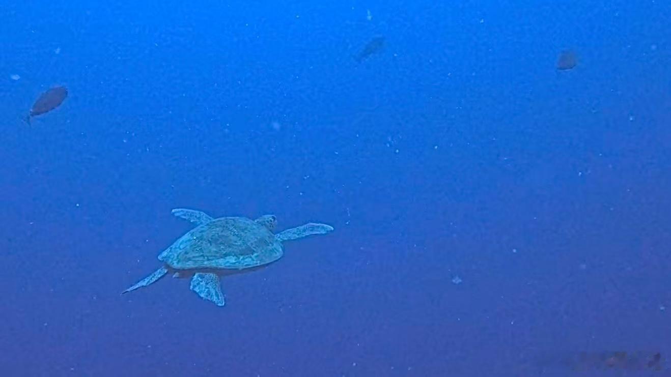 李兰迪真的去了海底捡垃圾 之前还以为是节目效果，结果真的是自己主动去的，李兰迪这