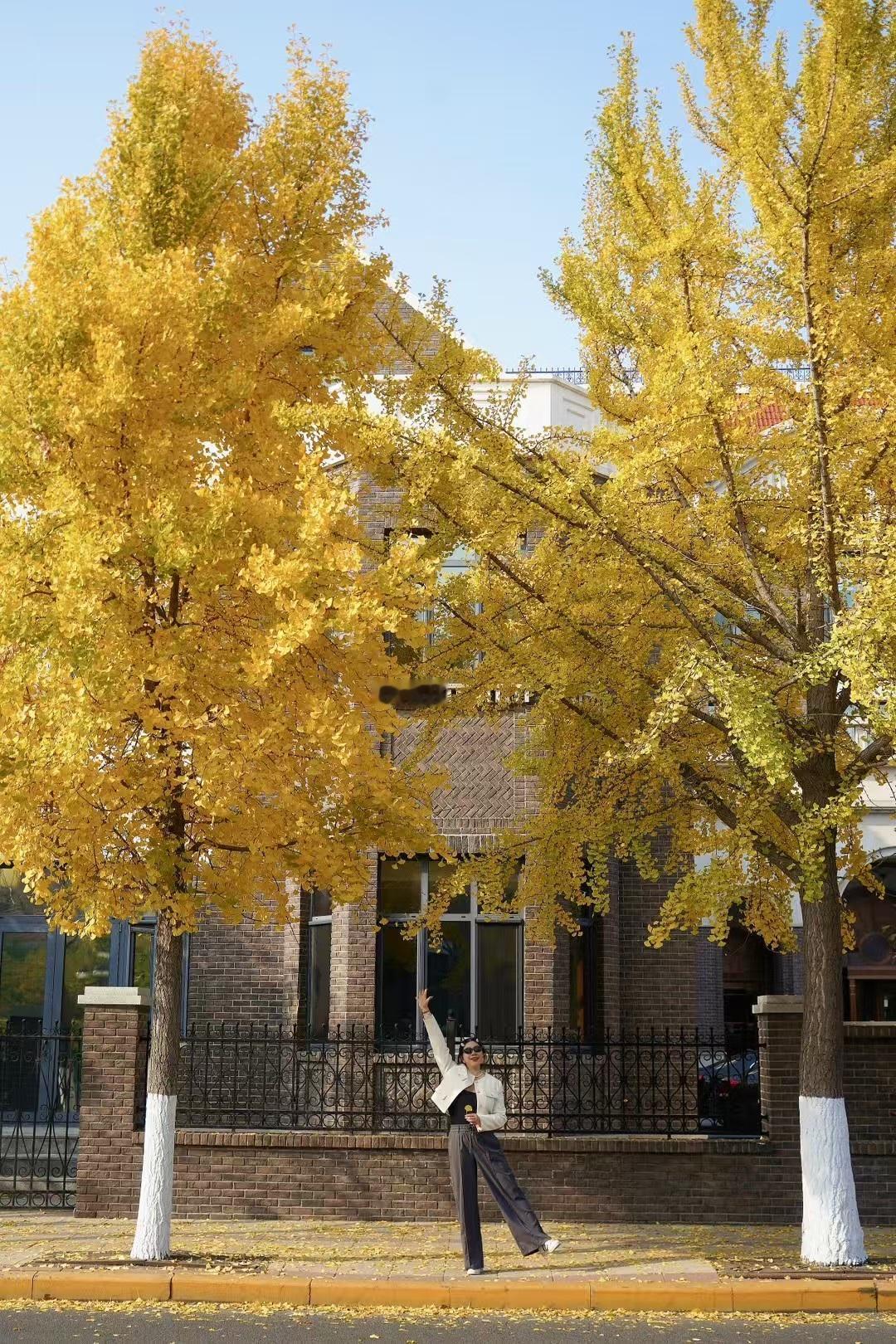 永远会为北方浓烈的金秋心动🍁再次来到天津，走在五大道的大街小巷，民园的午后阳光