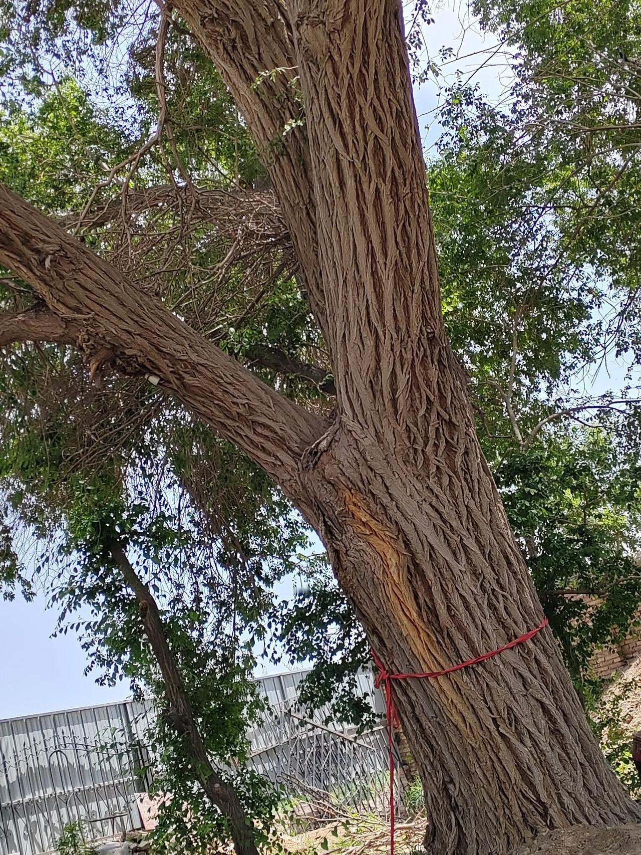 功臣保家卫国，古树护佑乡邻。
在嘉峪关市嘉峪关村有一处六棵古榆树，这是在抗美援朝